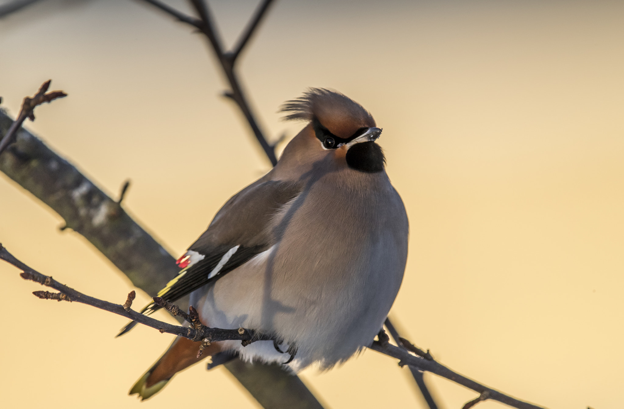 Canon EF 400mm F4.0 DO IS USM sample photo. Bohemian waxwing photography