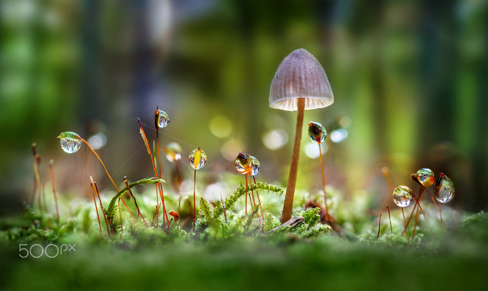 Nikon AF-S Micro-Nikkor 105mm F2.8G IF-ED VR sample photo. Tales of neverland photography