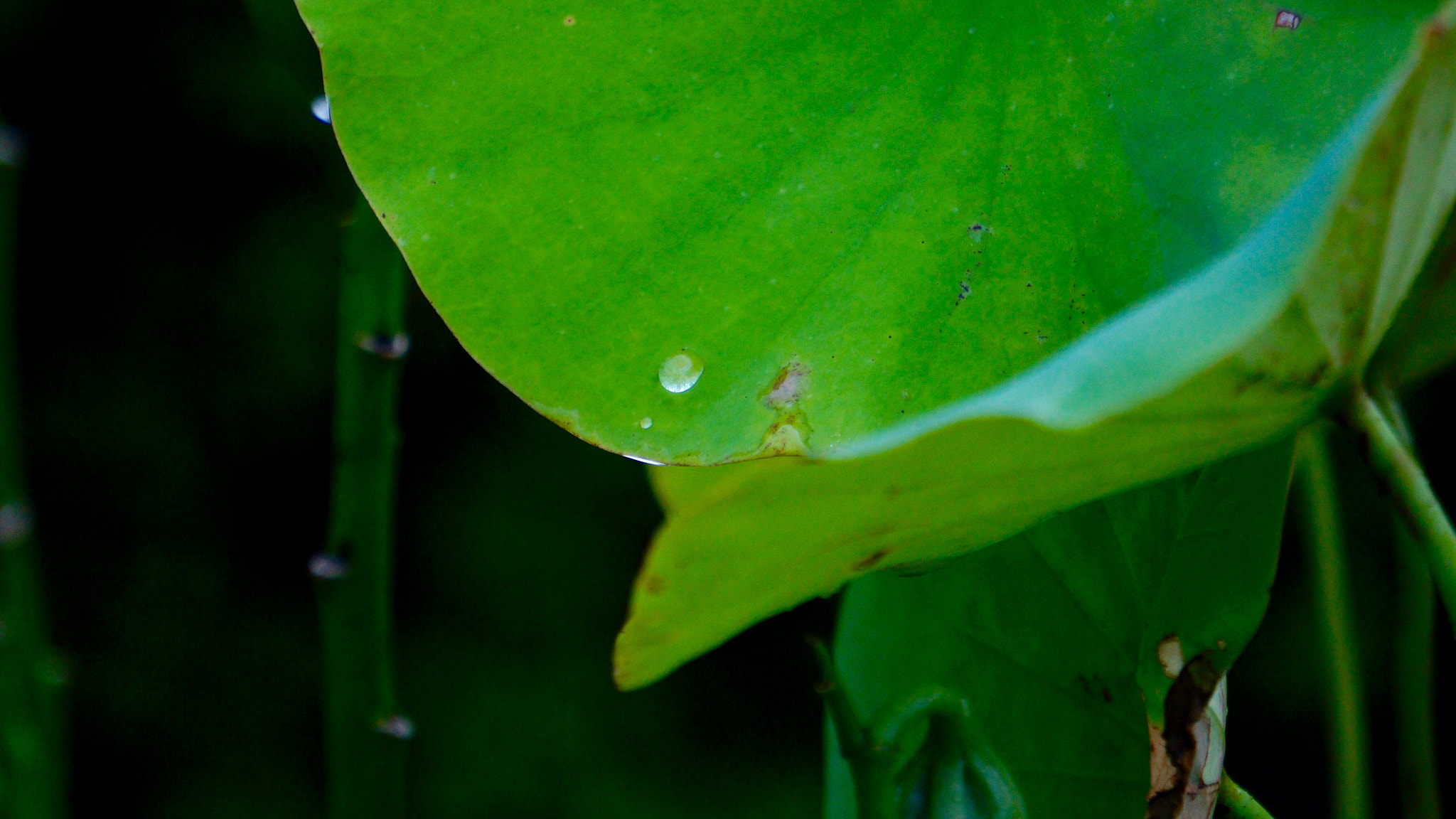 Sony E 55-210mm F4.5-6.3 OSS sample photo. Raindrop photography