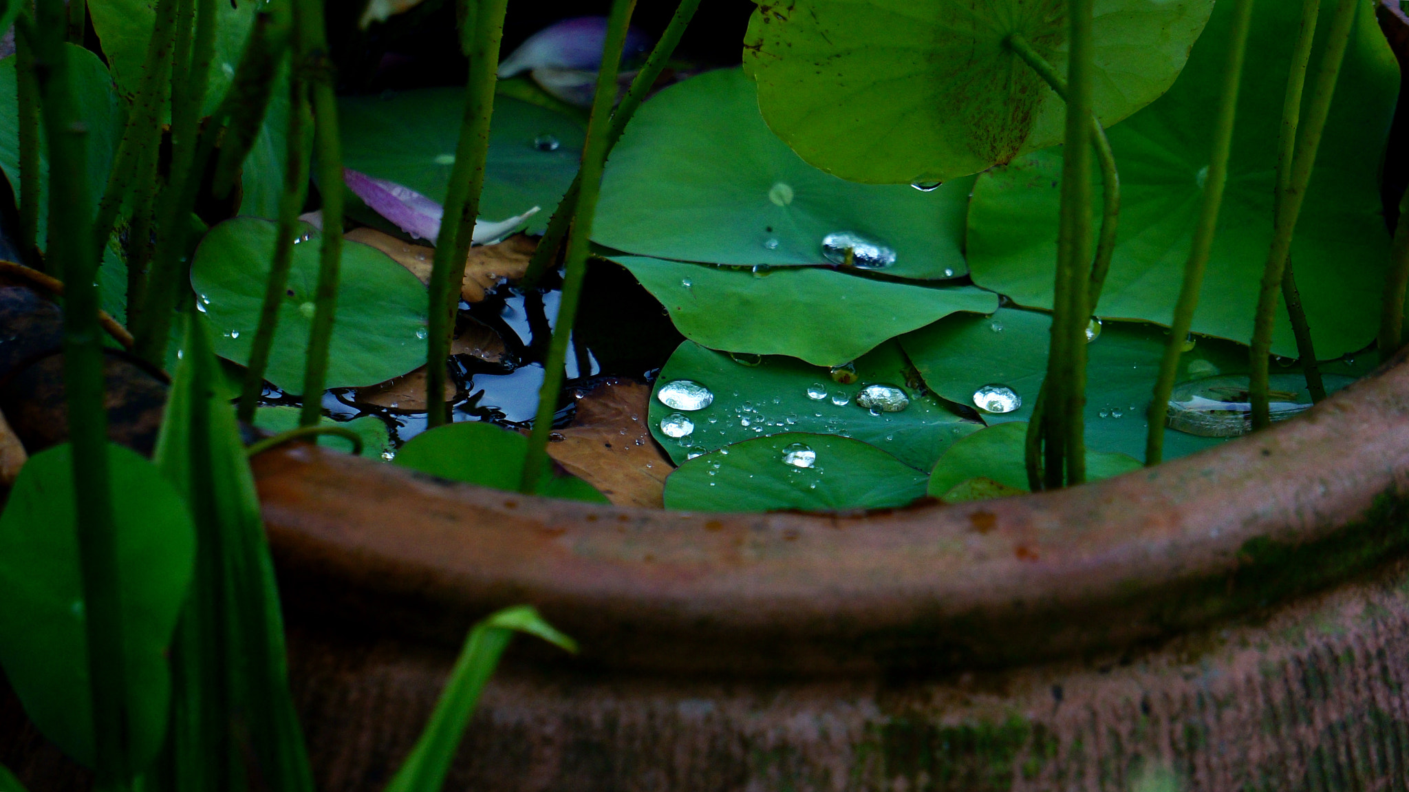 Sony FE 24-240mm F3.5-6.3 OSS sample photo. After rain photography