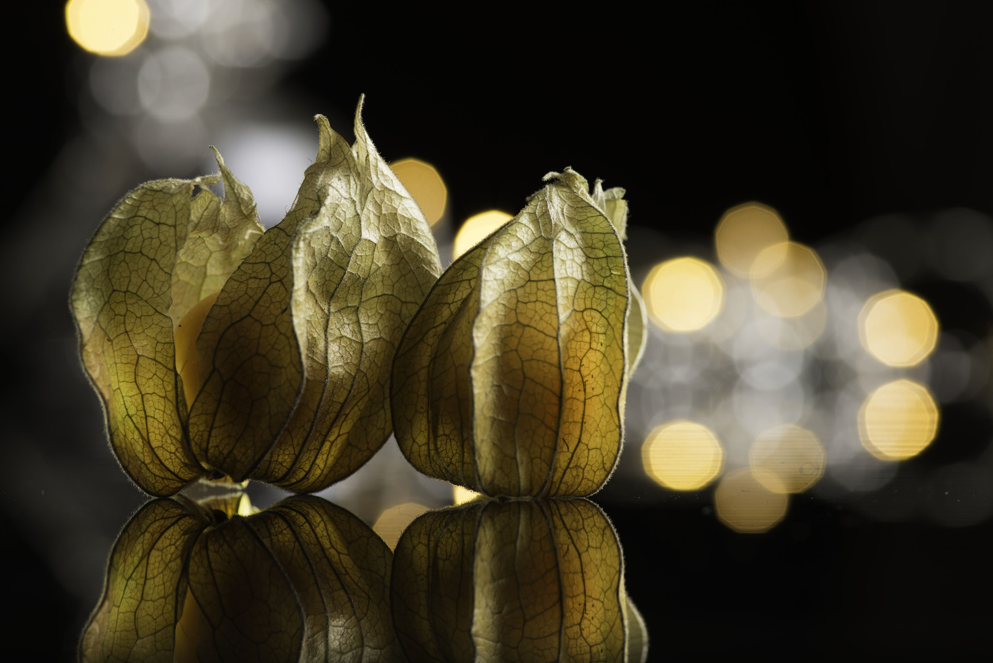 Tokina AT-X Pro 100mm F2.8 Macro sample photo. Lampionplant. photography
