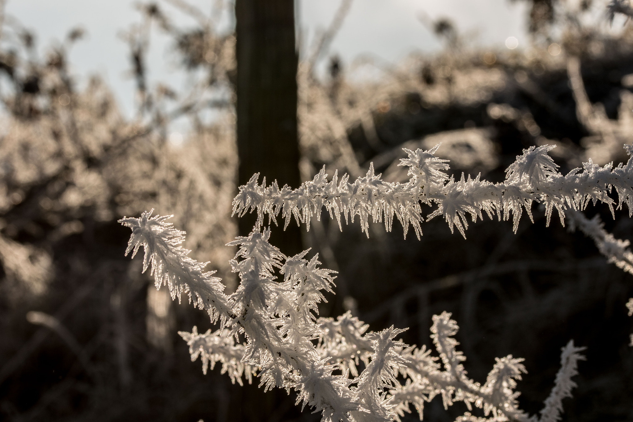 Sigma 105mm F2.8 EX DG OS HSM sample photo. Winter walk iii photography