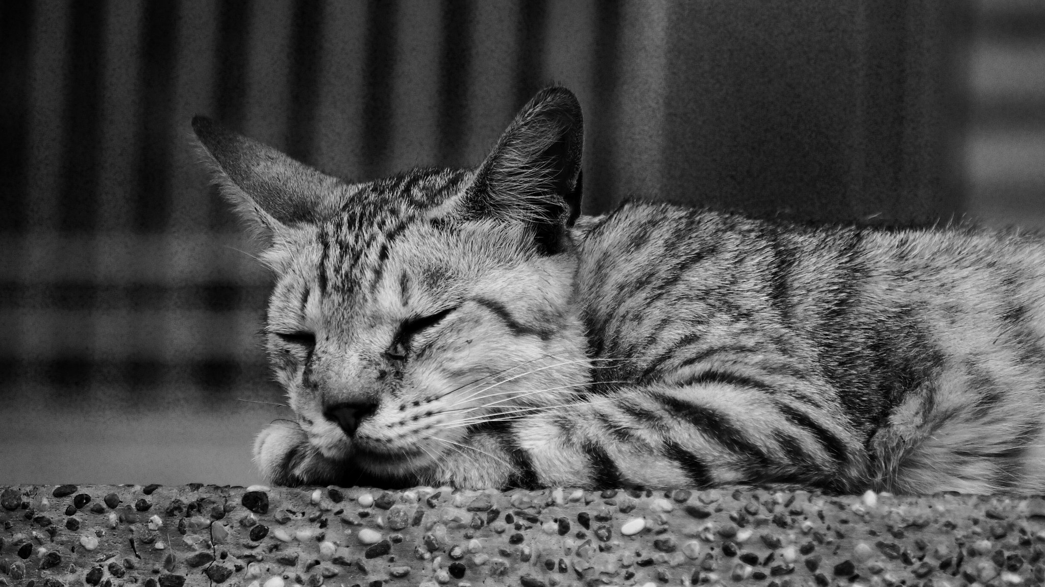 Sony E 55-210mm F4.5-6.3 OSS sample photo. Sound asleep photography