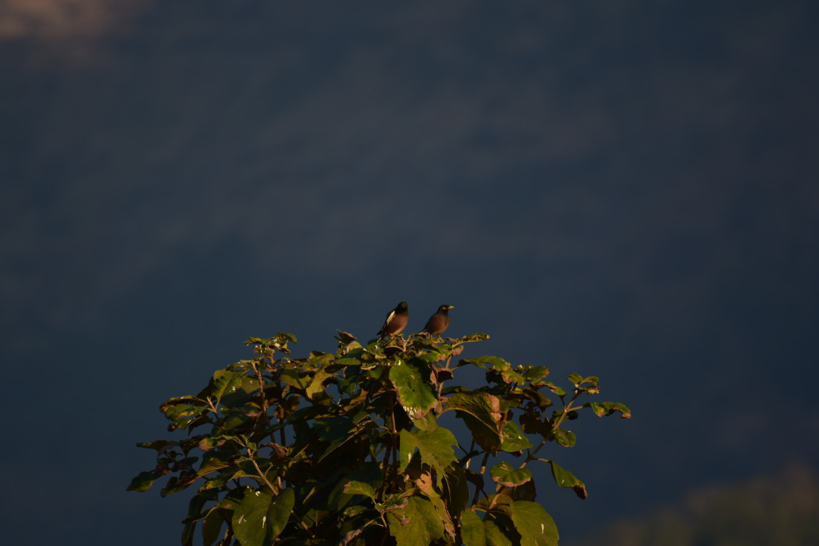Nikon AF-S Nikkor 200-500mm F5.6E ED VR sample photo