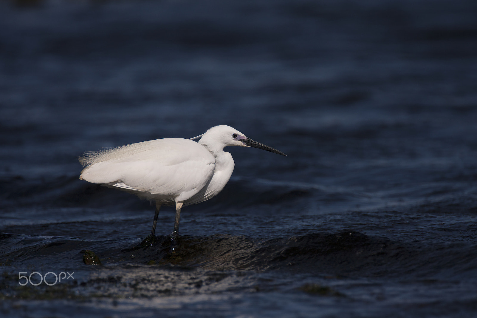 Canon EOS 40D + Tamron SP 150-600mm F5-6.3 Di VC USD sample photo. Little egret on the hunt photography