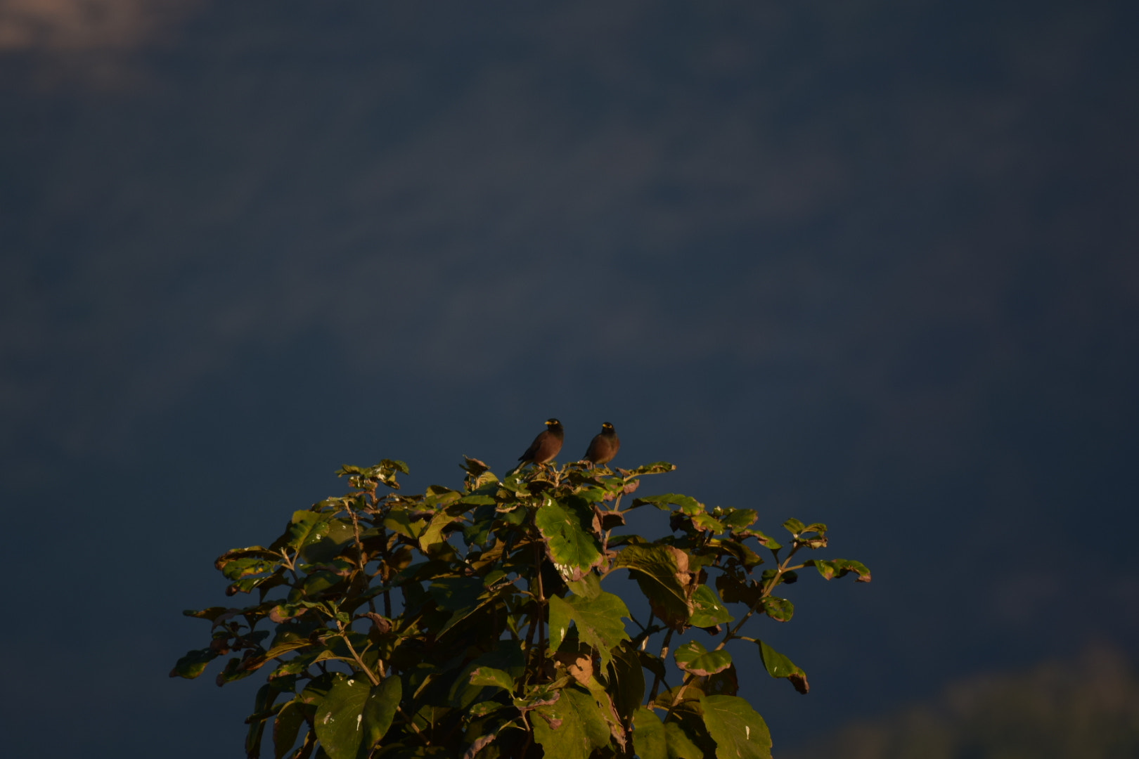 Nikon AF-S Nikkor 200-500mm F5.6E ED VR sample photo