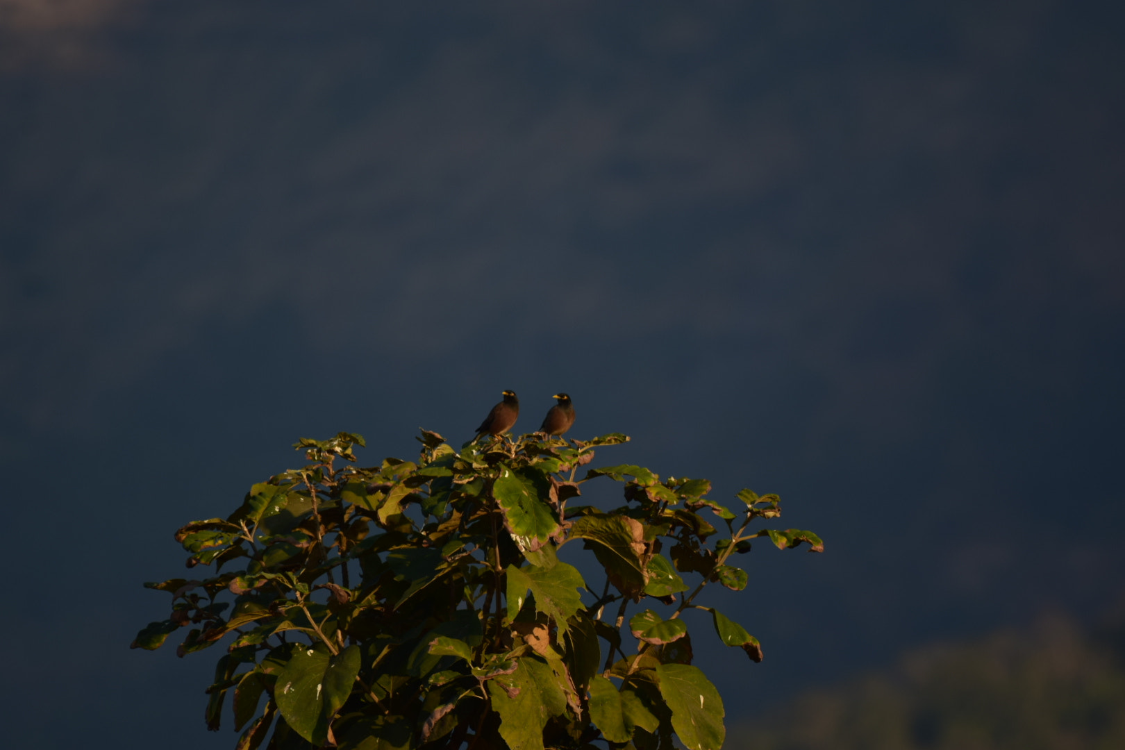 Nikon AF-S Nikkor 200-500mm F5.6E ED VR sample photo