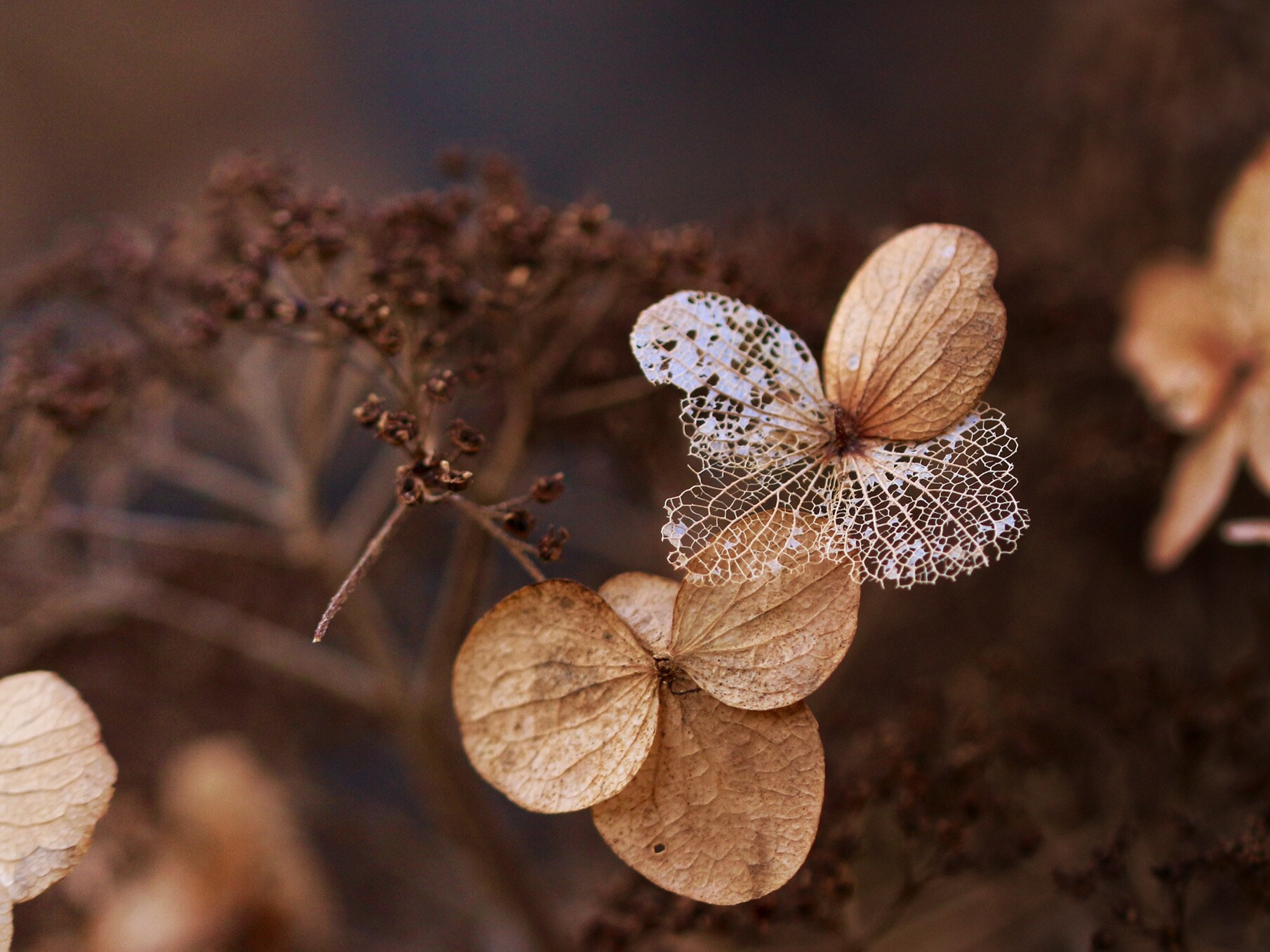 Canon EF 100mm F2.8L Macro IS USM sample photo. Echoes of summer series photography