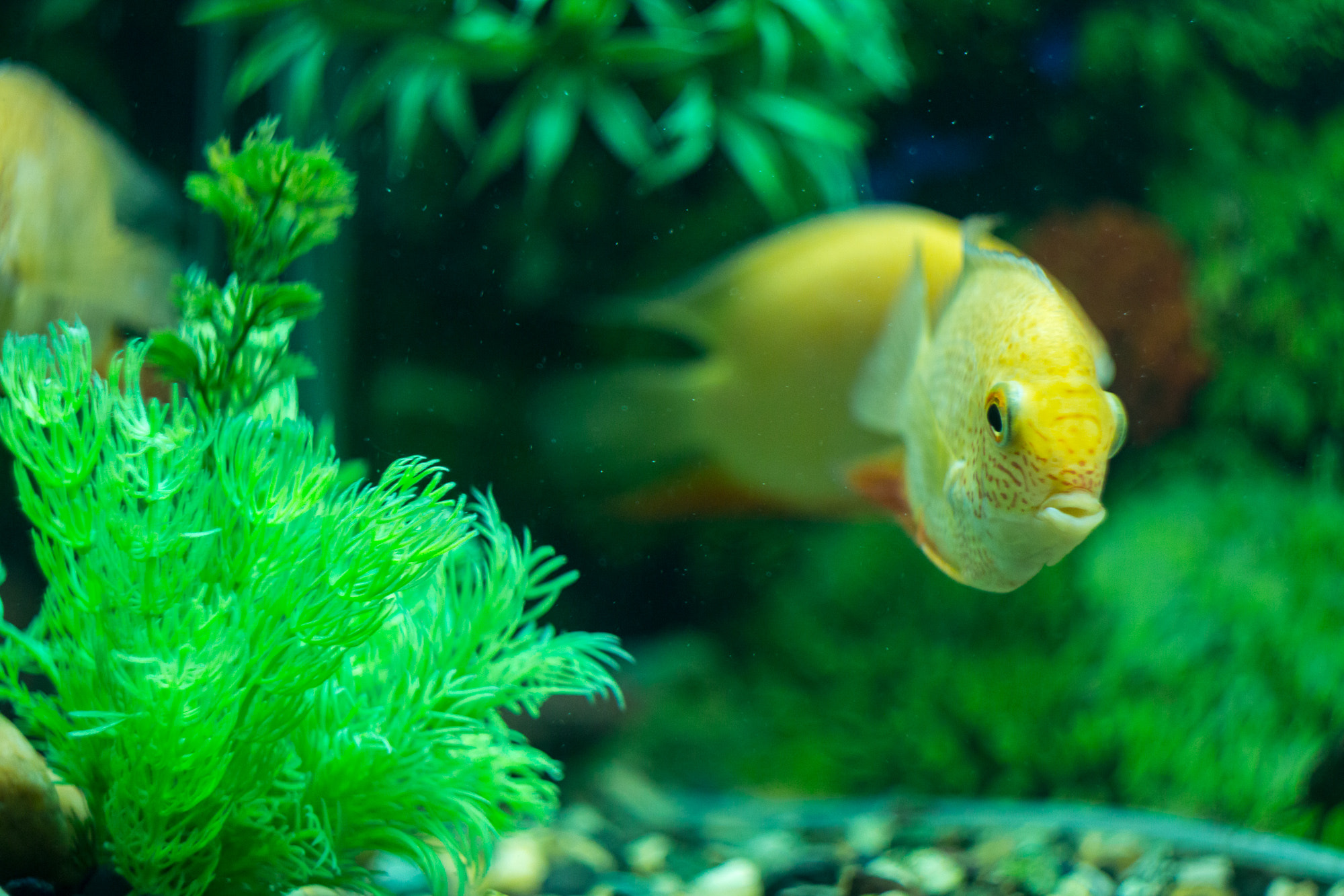 Canon EF 35-80mm f/4-5.6 sample photo. Fish photography
