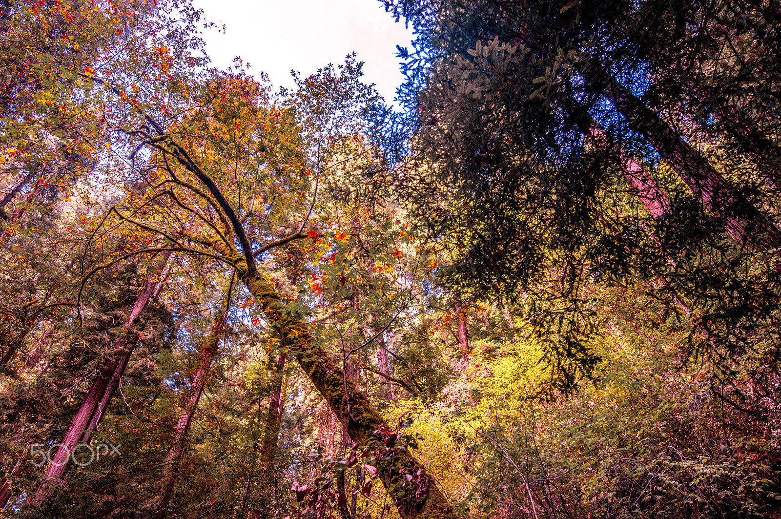 Nikon D300S sample photo. Muir woods colors photography