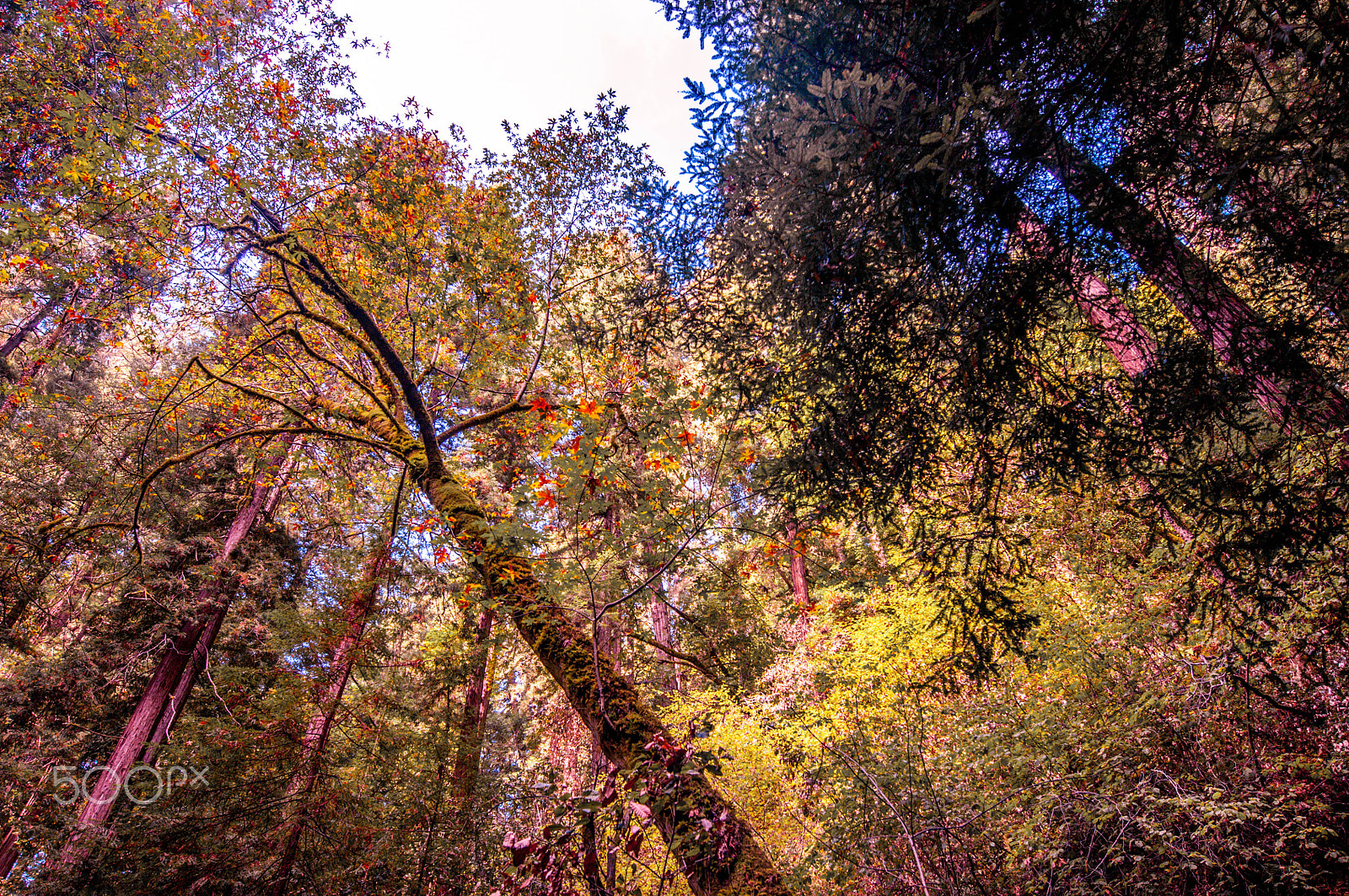 Nikon AF-S Nikkor 14-24mm F2.8G ED sample photo. Muir woods colors photography