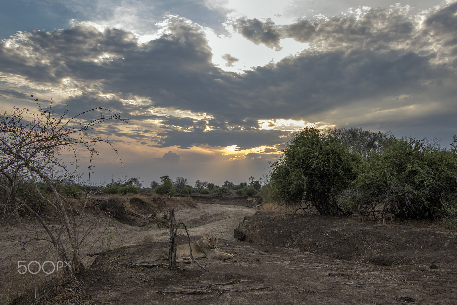 Nikon AF-S Nikkor 24-70mm F2.8E ED VR sample photo. A dramatic luangwa sunset photography