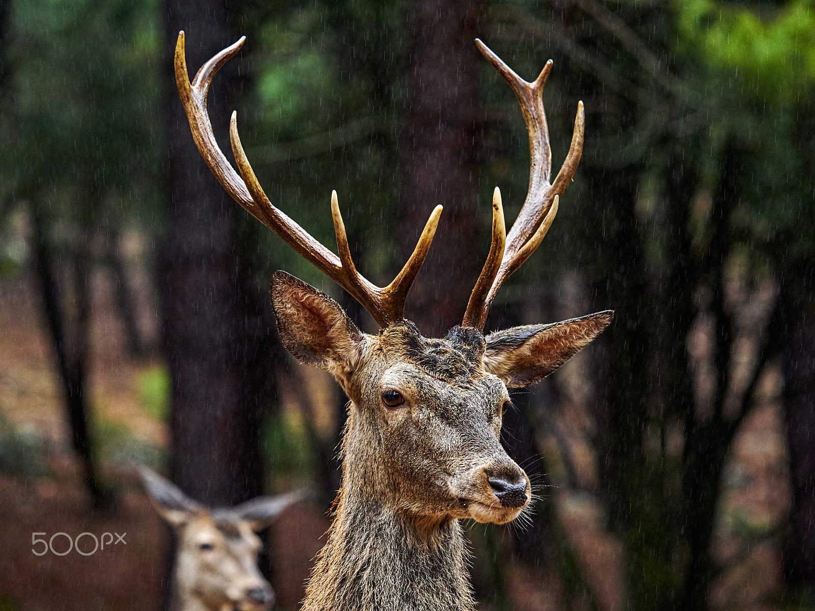 Olympus OM-D E-M1 + Olympus M.Zuiko Digital ED 40-150mm F2.8 Pro sample photo. Deer photography