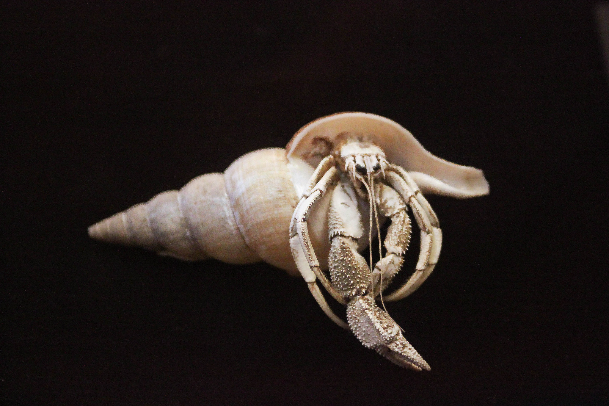 Canon EF 28-90mm f/4-5.6 sample photo. Hermit crab and shell photography