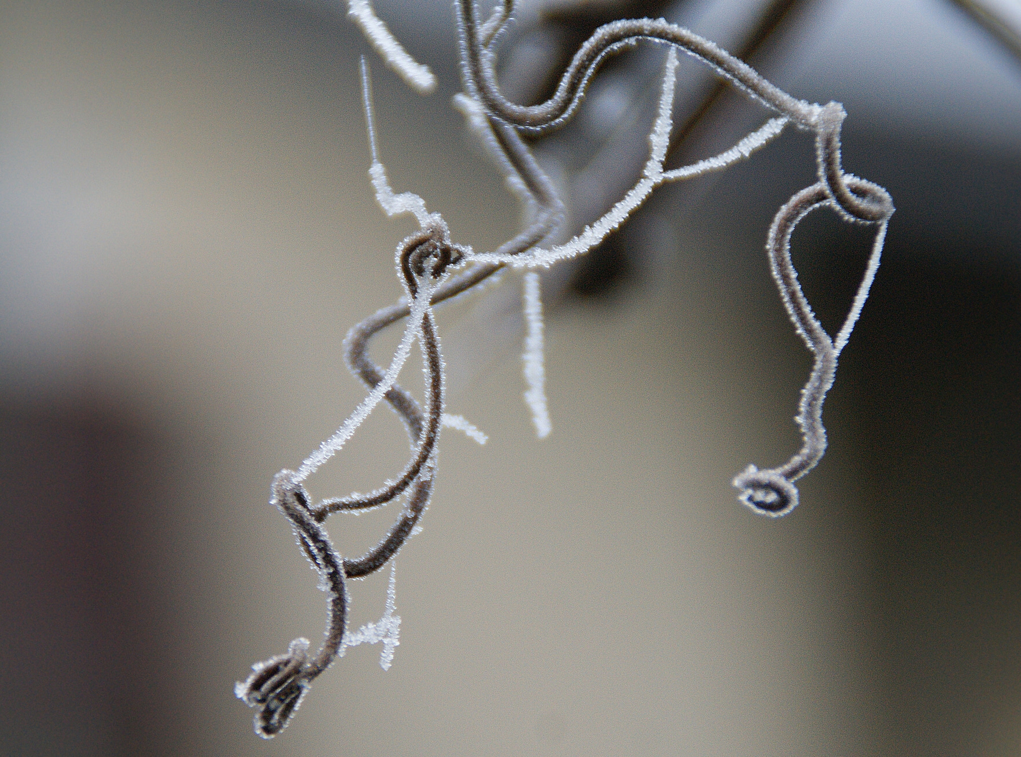 Sony Alpha DSLR-A290 sample photo. § § photography