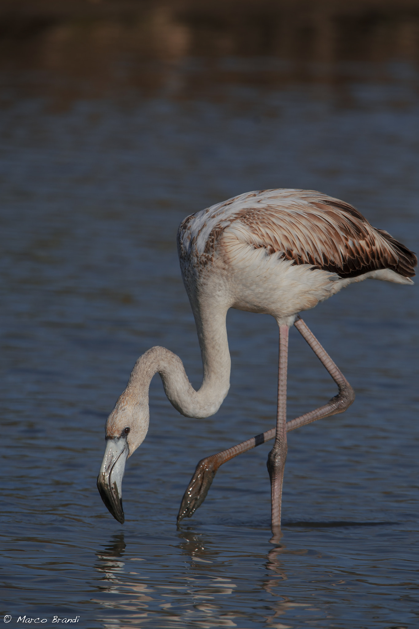 Sigma 150-600mm F5-6.3 DG OS HSM | S sample photo. Fenicottero rosa giovane - young flamingo photography