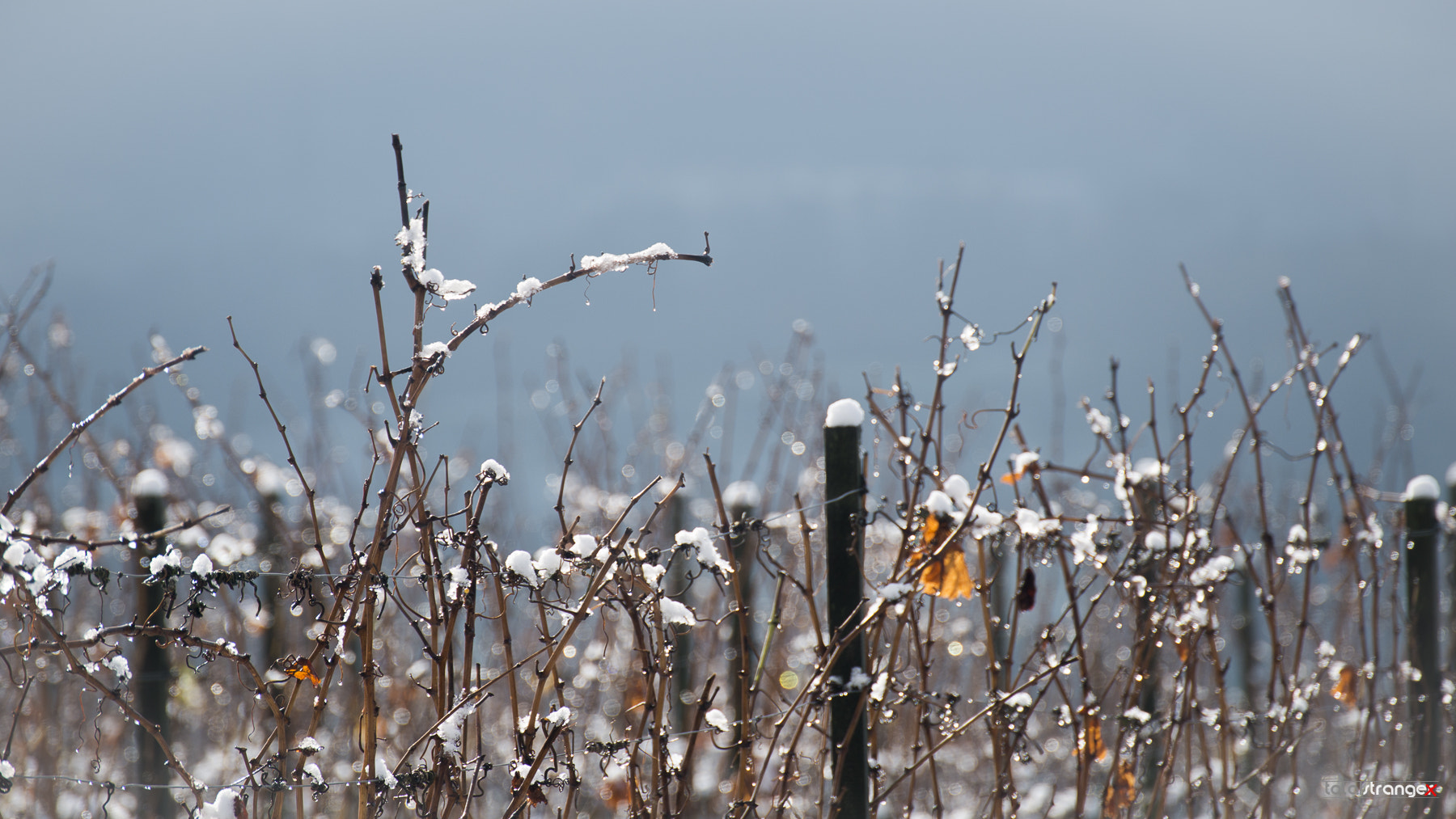 Nikon D800 + Tamron SP 70-300mm F4-5.6 Di VC USD sample photo. Melting snow photography