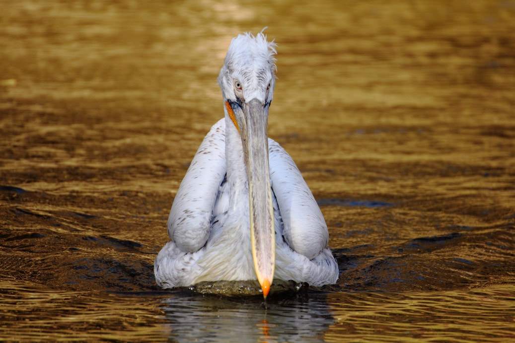 Canon EOS 550D (EOS Rebel T2i / EOS Kiss X4) + Canon 70-300mm sample photo. Pelican photography