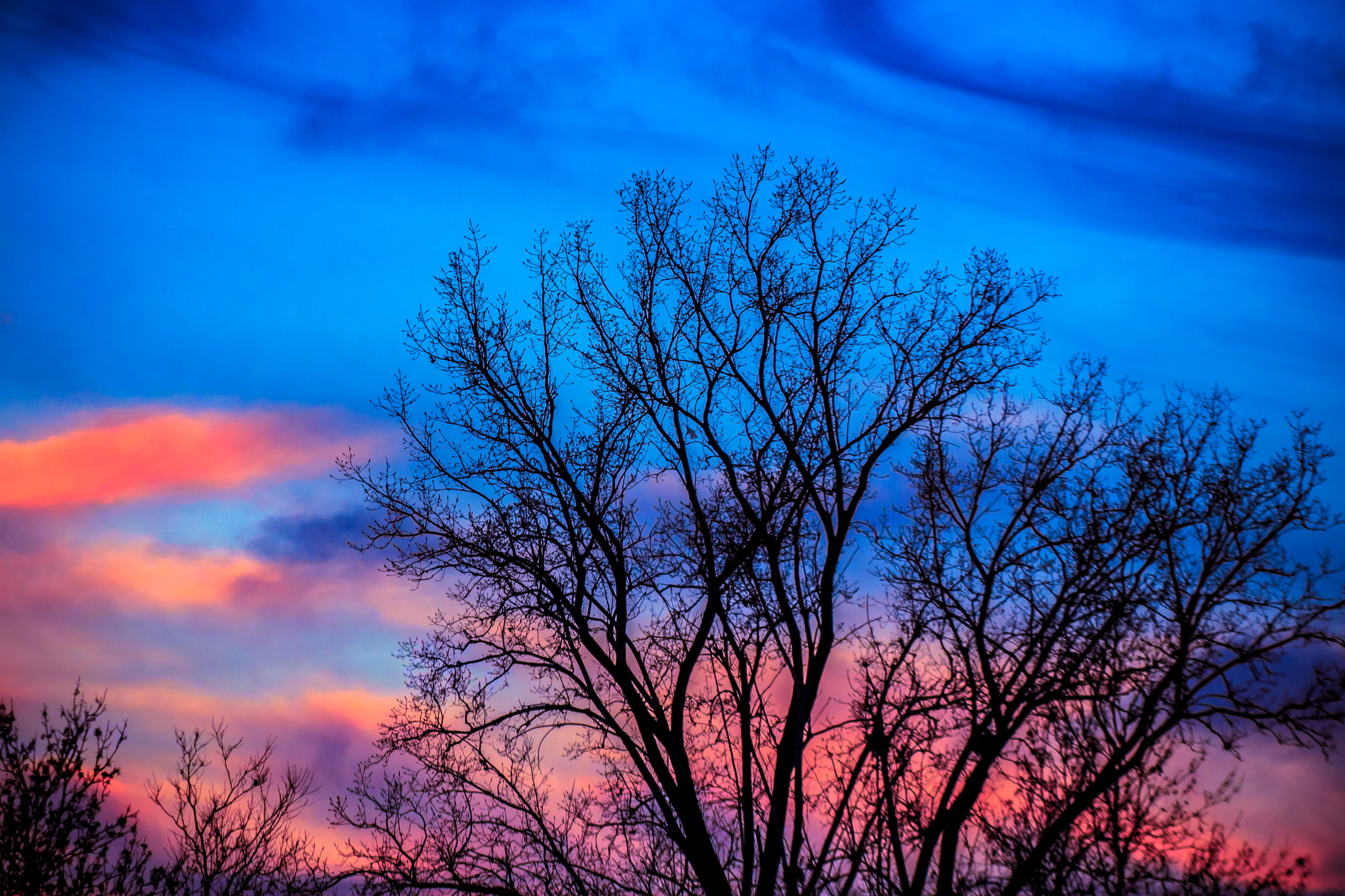 Canon EOS 600D (Rebel EOS T3i / EOS Kiss X5) sample photo. Sunset tree and sky photography