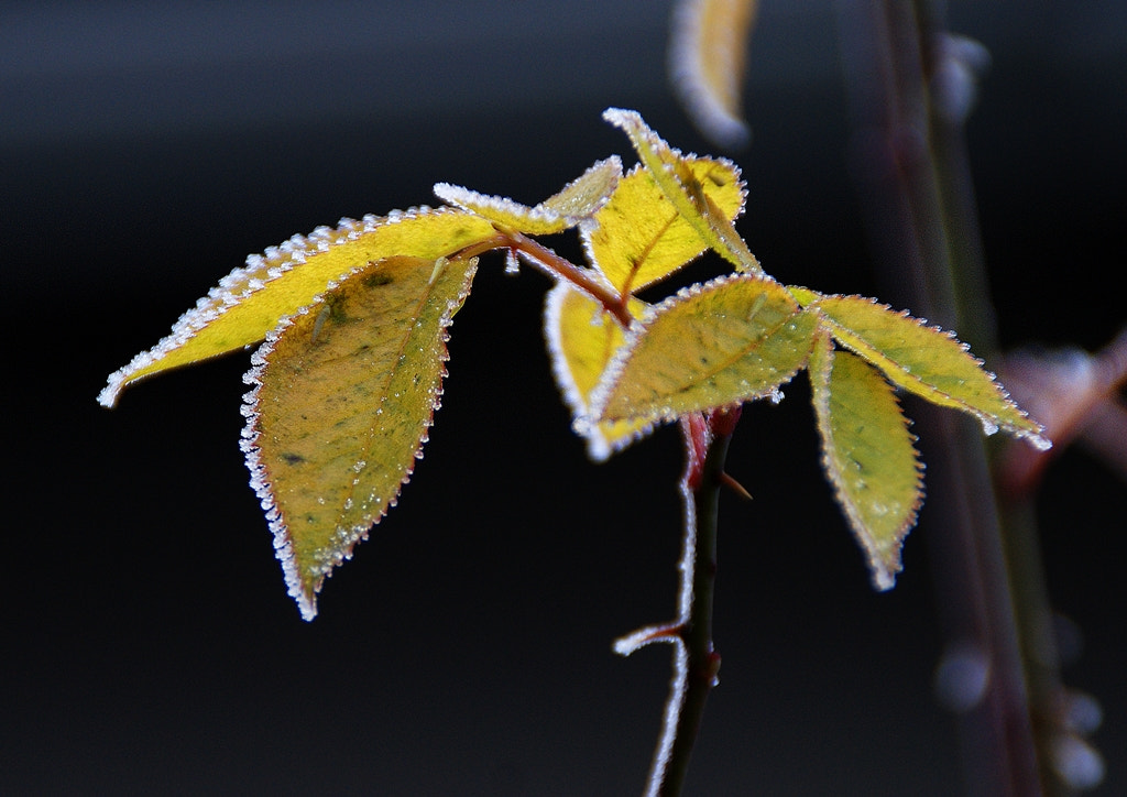 Sony Alpha DSLR-A290 sample photo. Frost art photography