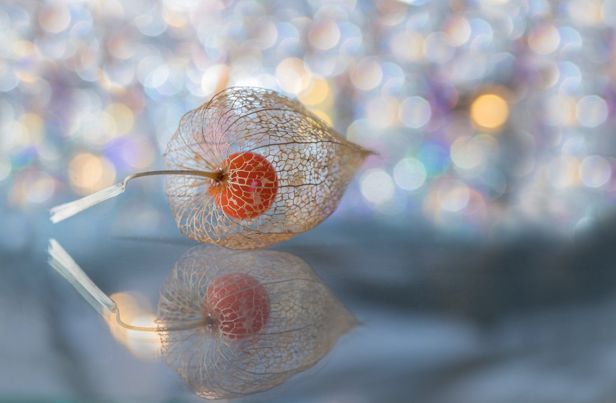 Sigma 105mm F2.8 EX DG OS HSM sample photo. Magical photography