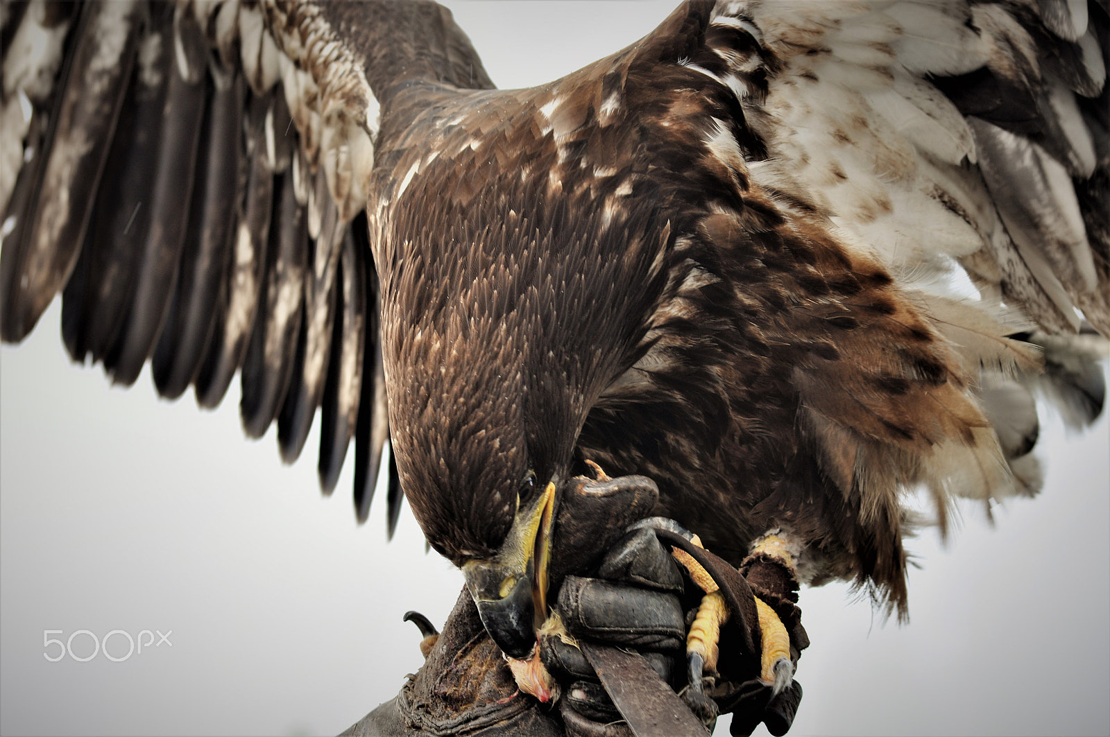 Nikon D90 + Sigma 70-300mm F4-5.6 DG OS sample photo. Captive eagle photography