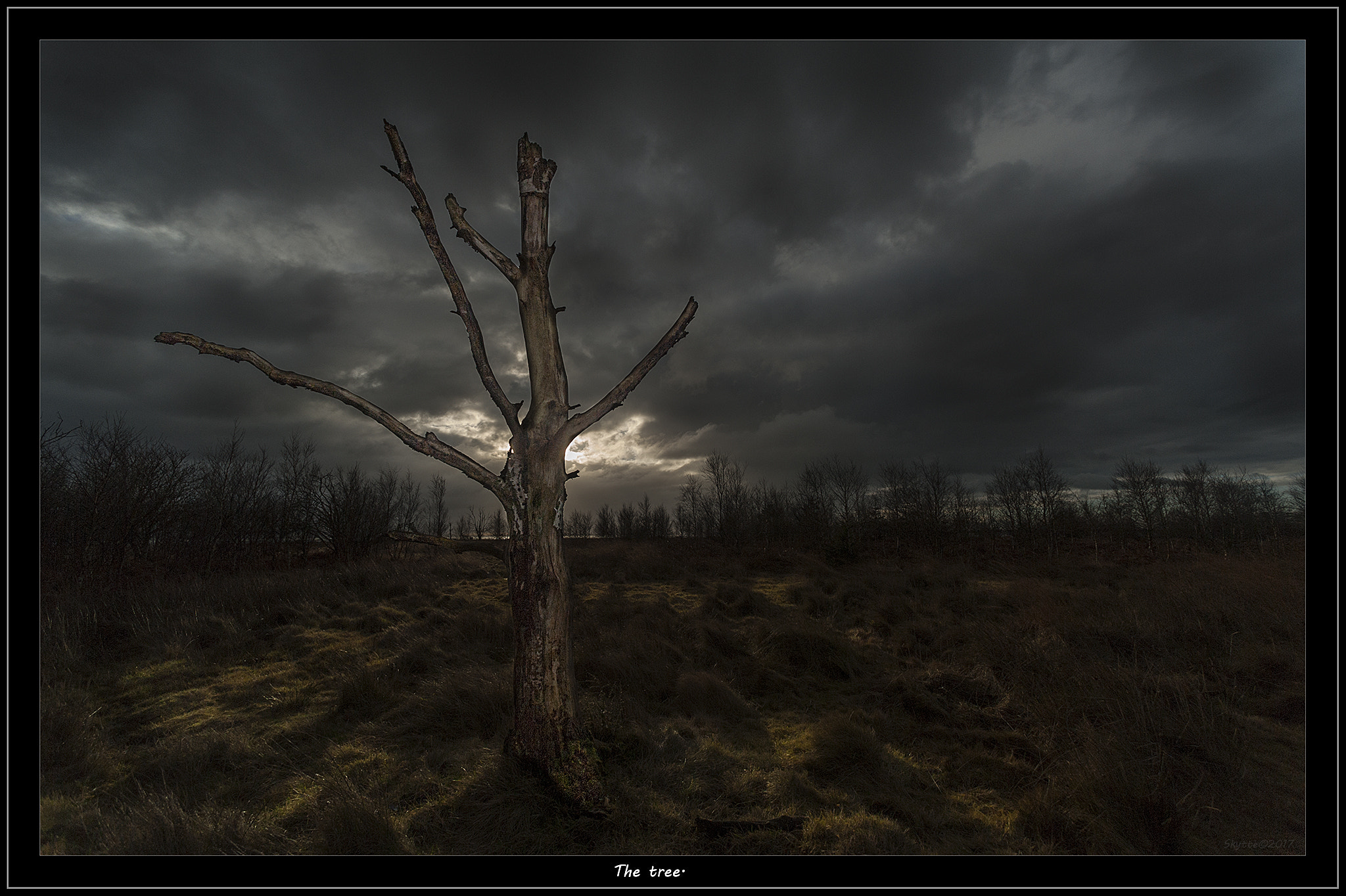 Nikon D3 sample photo. The tree photography
