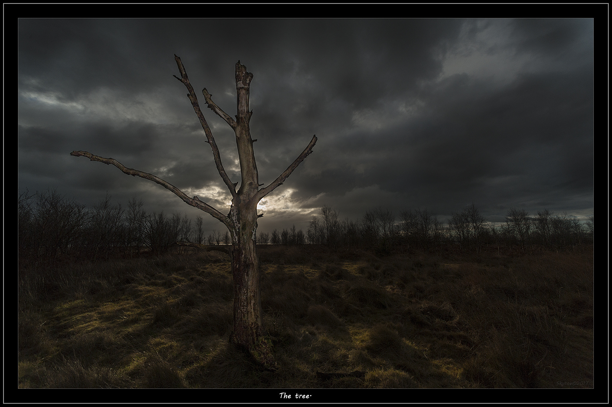 Nikon D3 + Nikon AF Nikkor 14mm F2.8D ED sample photo. The tree photography