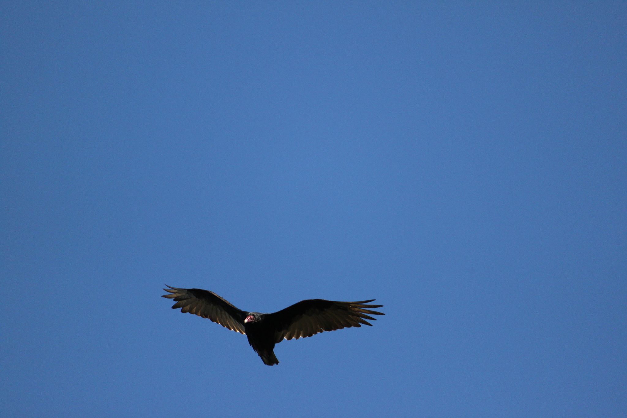 Canon EF-S 55-250mm F4-5.6 IS sample photo. Img_turkey vulture photography