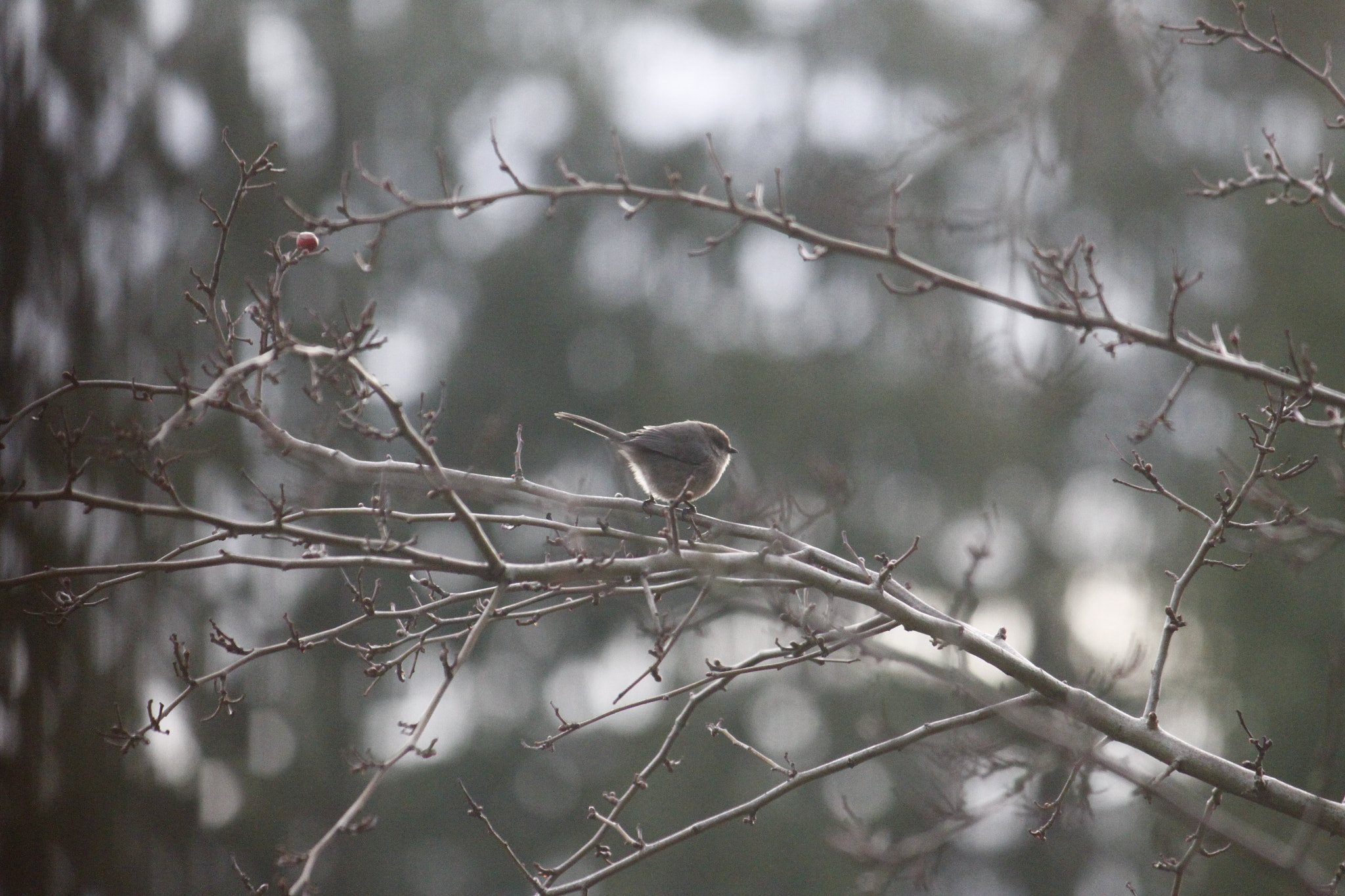 Canon EF-S 55-250mm F4-5.6 IS sample photo. Winter bush tit photography