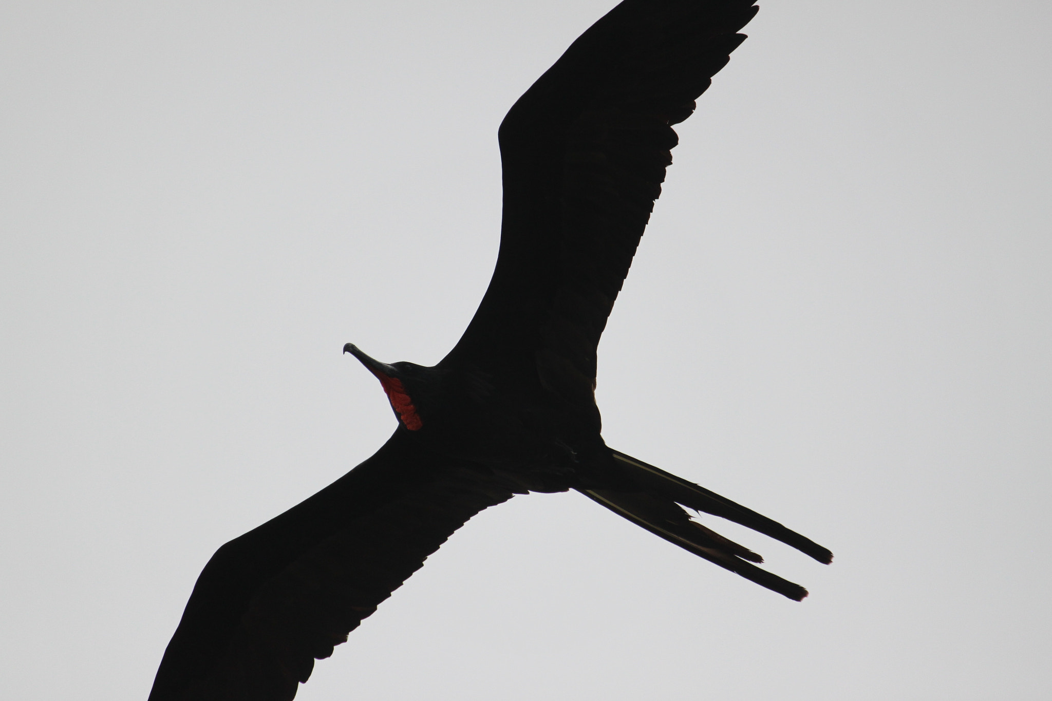 Canon EF-S 55-250mm F4-5.6 IS sample photo. G isobela_frigate photography