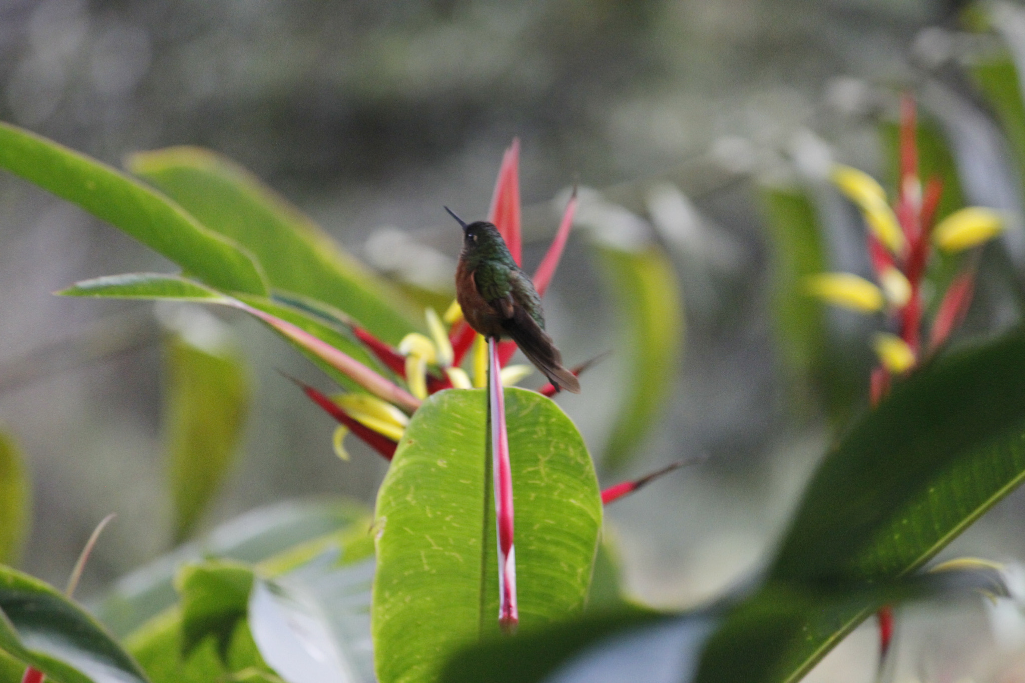 Canon EF-S 55-250mm F4-5.6 IS sample photo. P macchu pichu2 photography