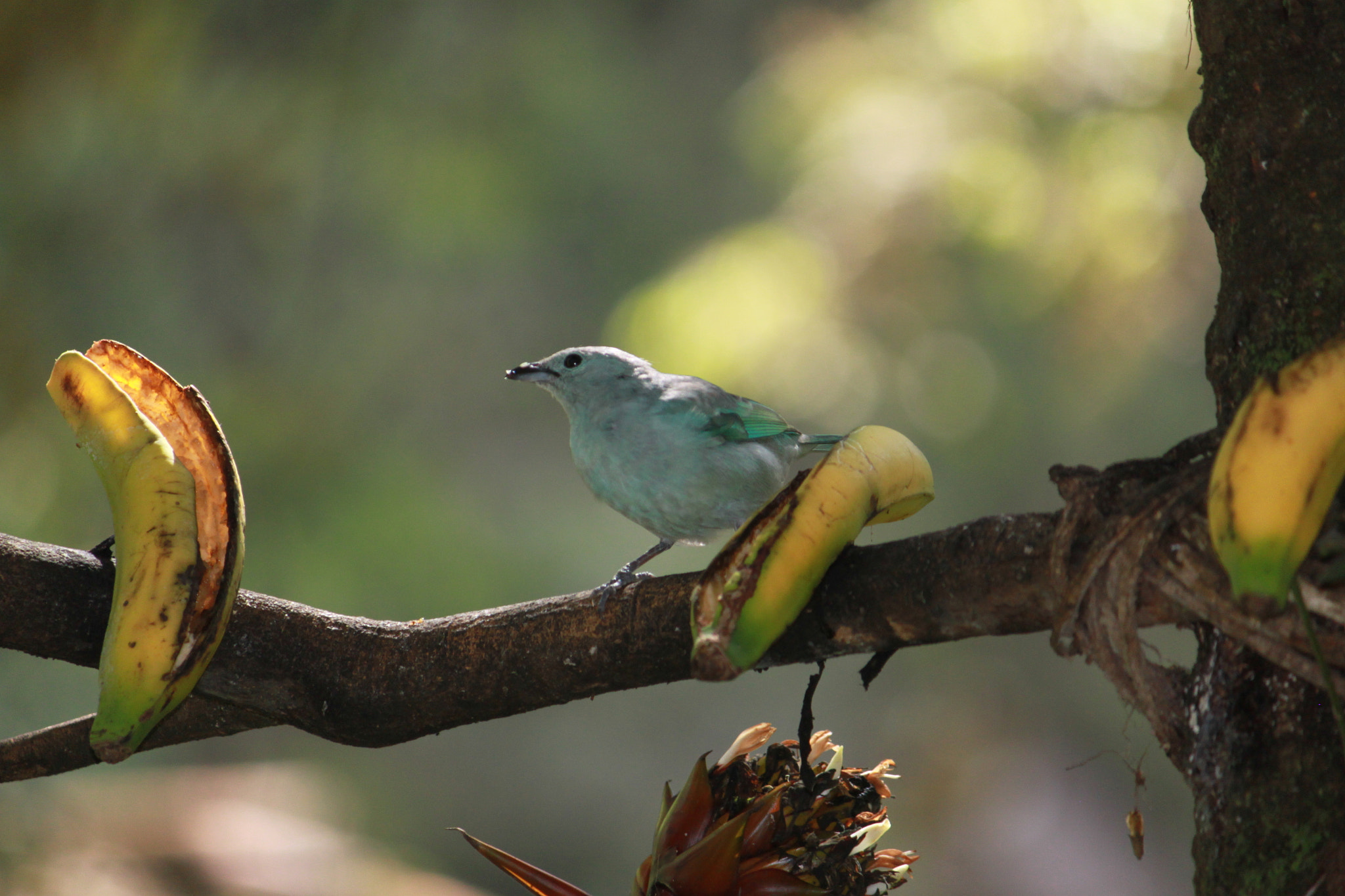 Canon EF-S 55-250mm F4-5.6 IS sample photo. P macchu pichu1 photography