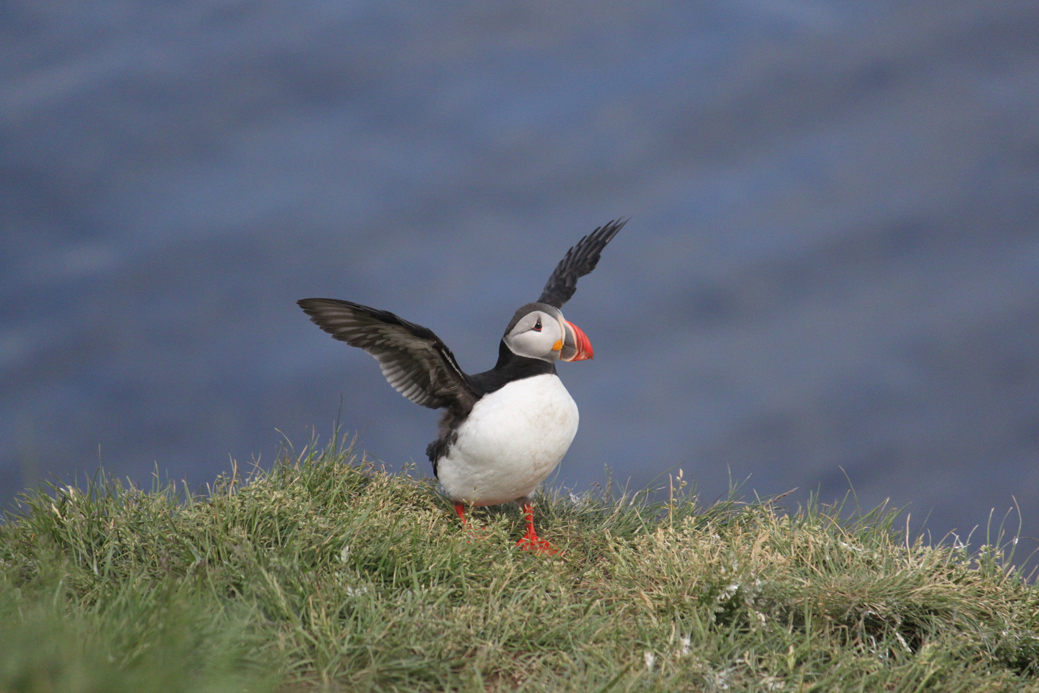 Canon EF-S 55-250mm F4-5.6 IS sample photo. Iceland_puffin1 photography