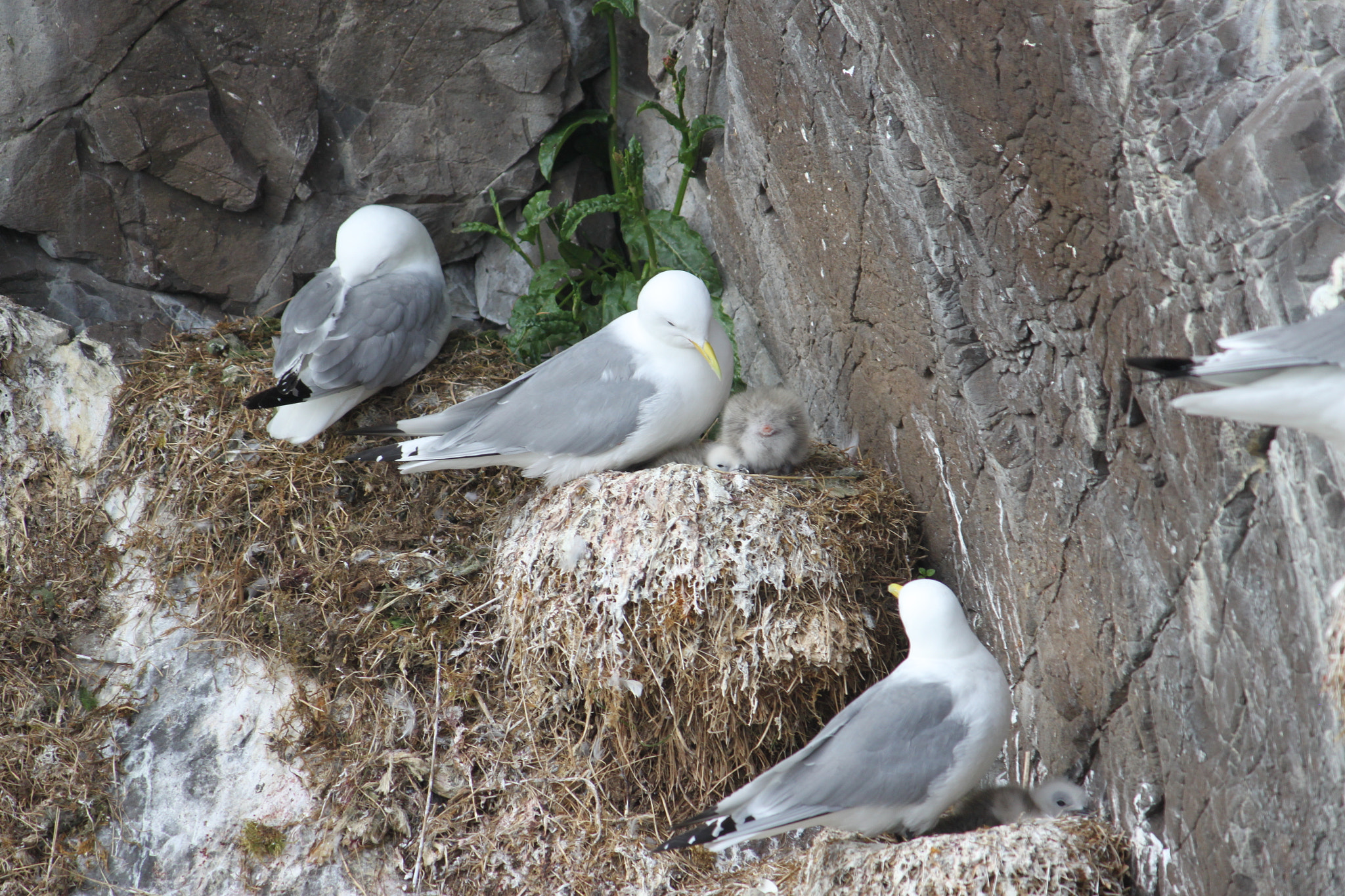 Canon EF-S 55-250mm F4-5.6 IS sample photo. Iceland_kitiwake photography