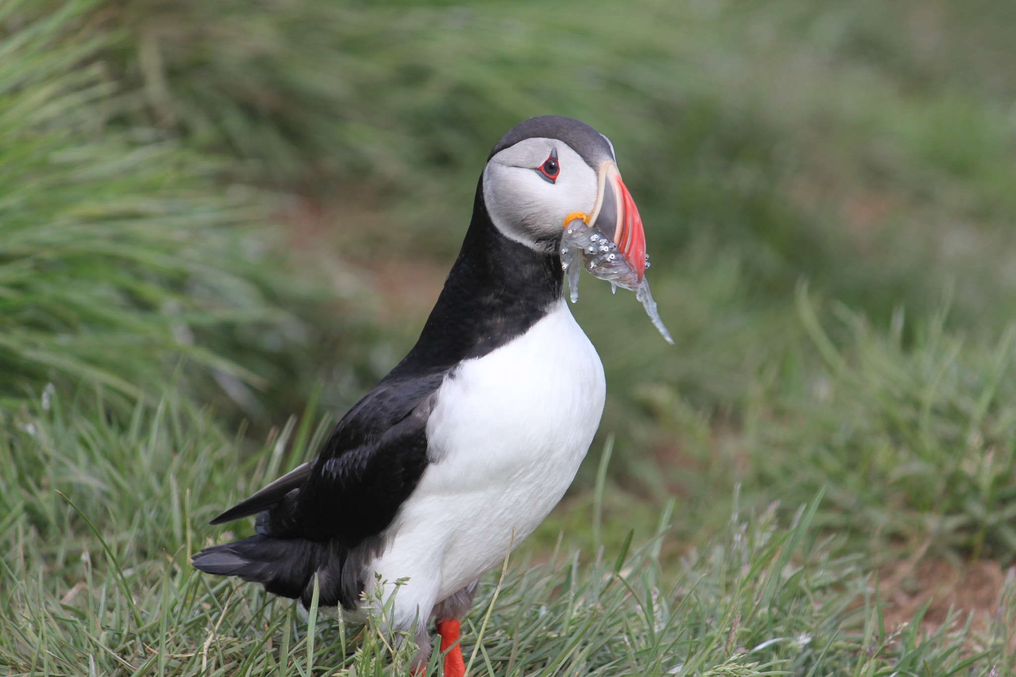 Canon EF-S 55-250mm F4-5.6 IS sample photo. Iceland_puffin2 photography