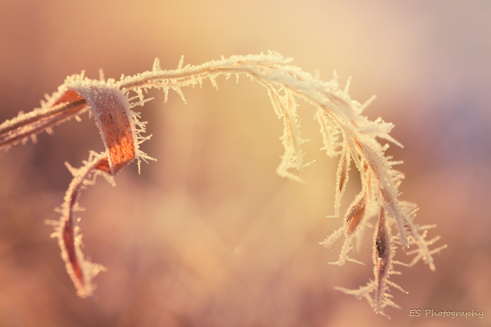 Sigma 105mm F2.8 EX DG OS HSM sample photo. Frozen grass photography
