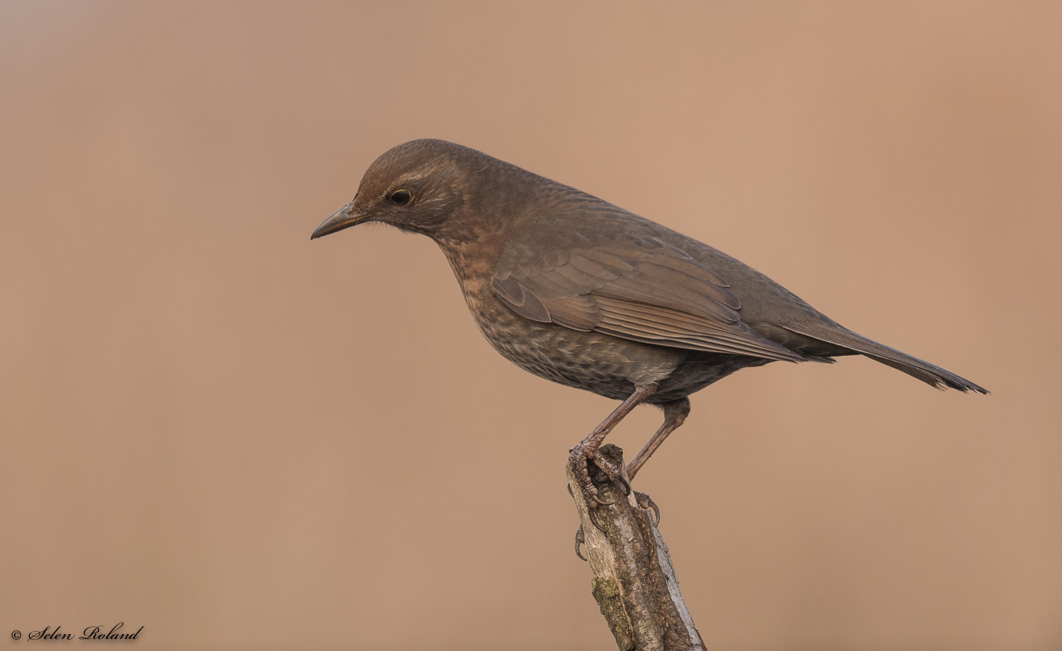 Nikon D4 + Nikon AF-S Nikkor 500mm F4G ED VR sample photo. Merel (vrouwtje) - blackbird (female) photography