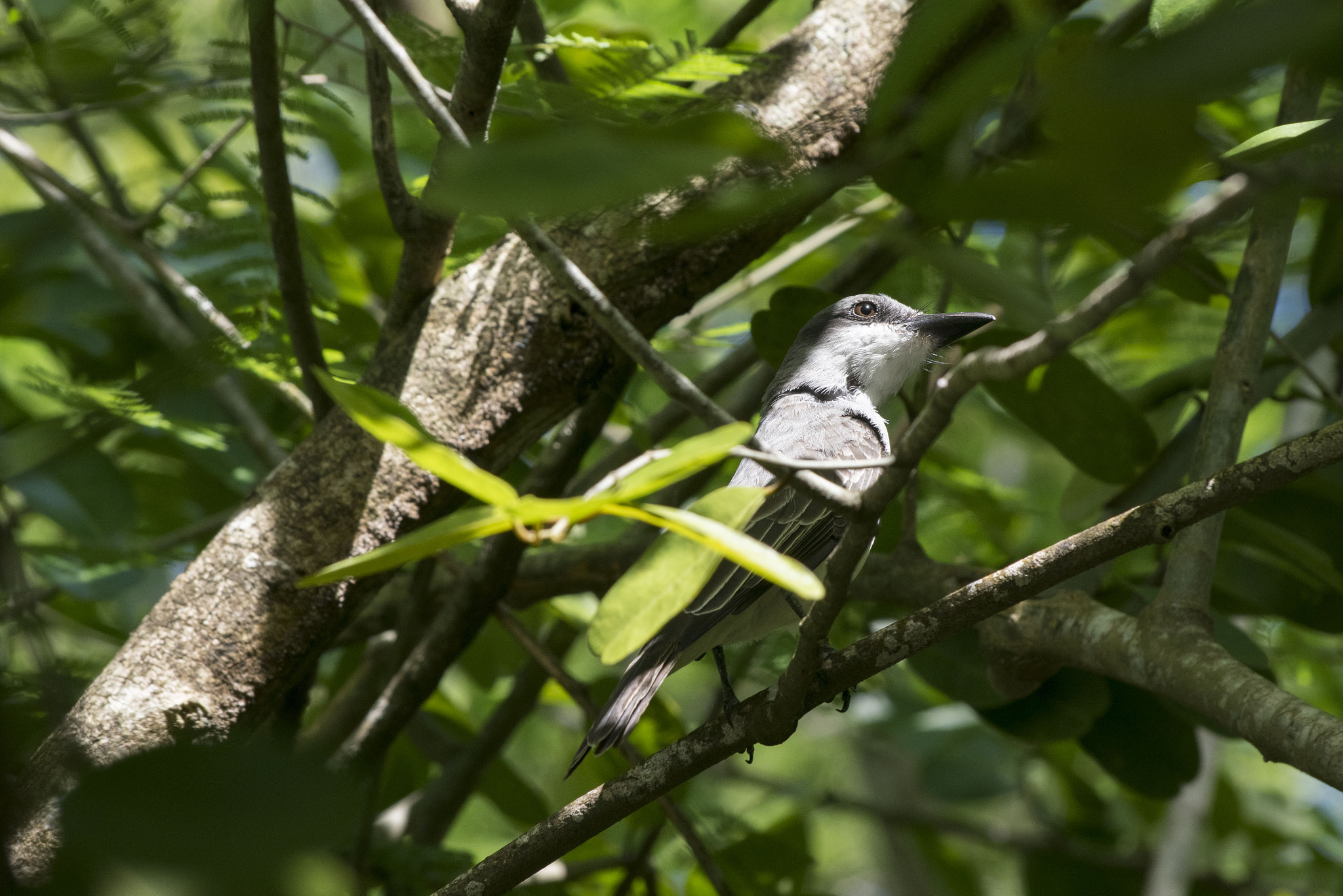 Pentax K-3 II + Sigma sample photo. Oiseau guadeloupe photography