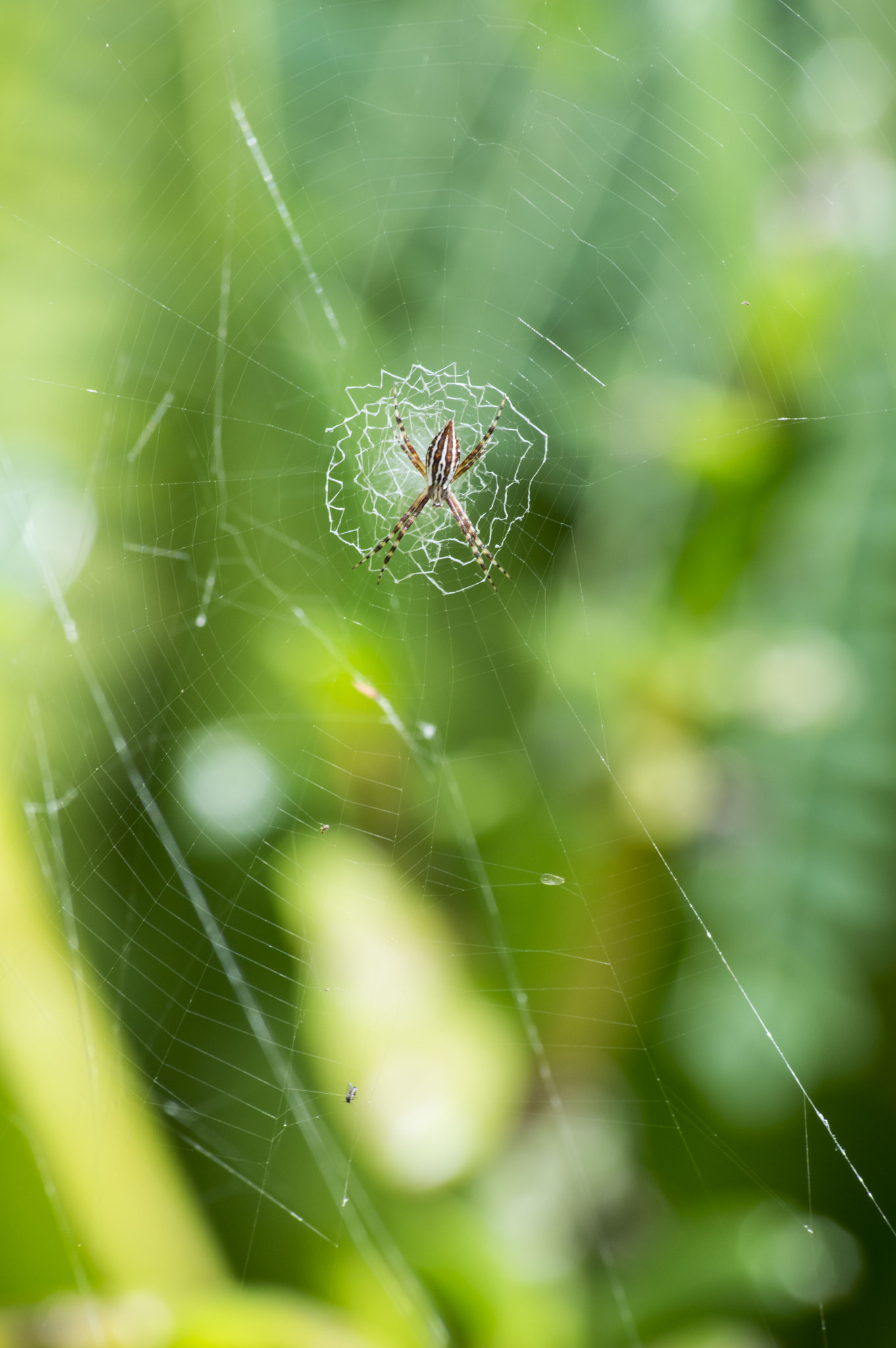 Pentax K-3 II sample photo. Araignées sur sa toile photography