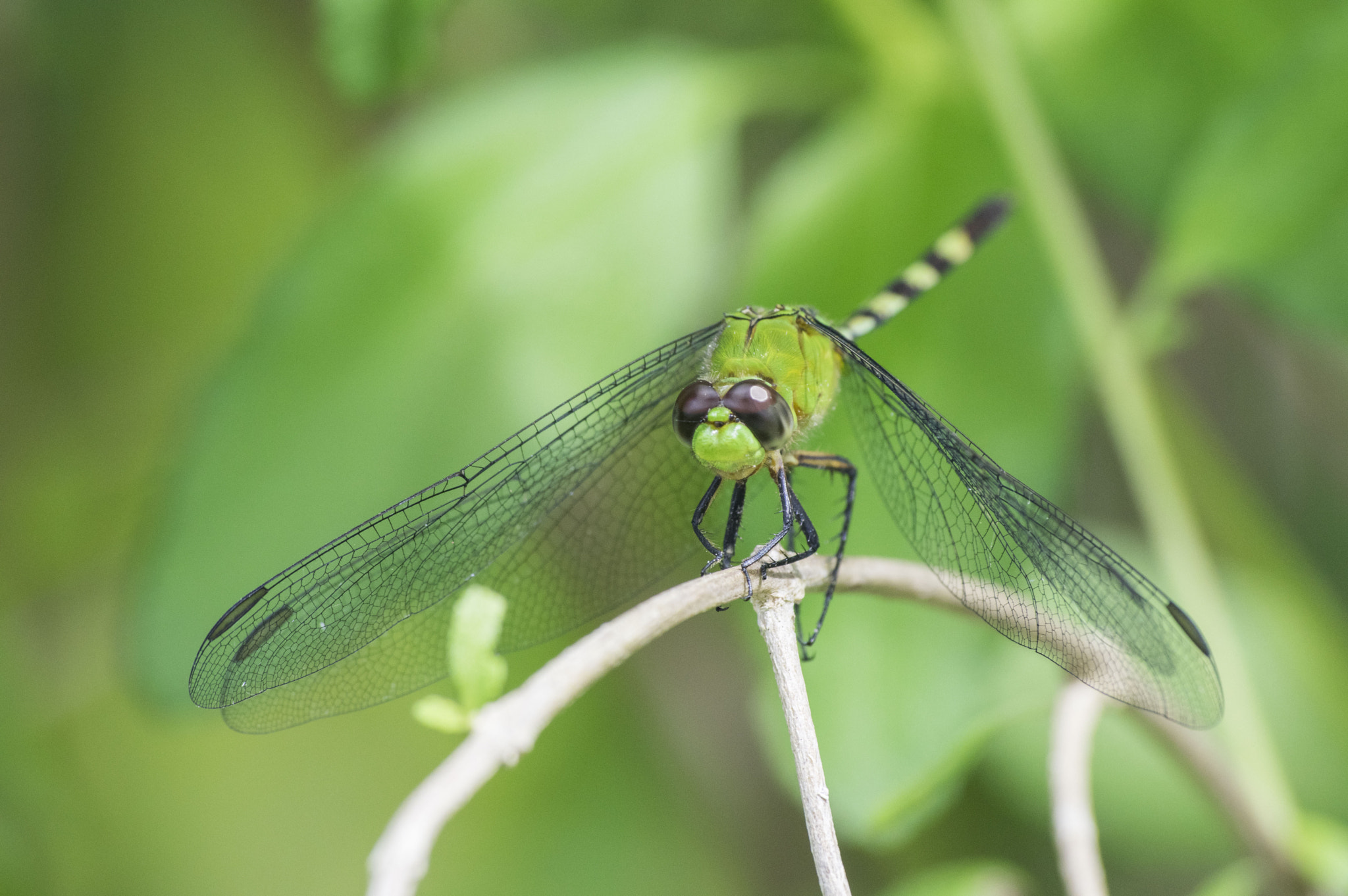 Pentax K-3 II + Sigma sample photo. Dragonfly photography