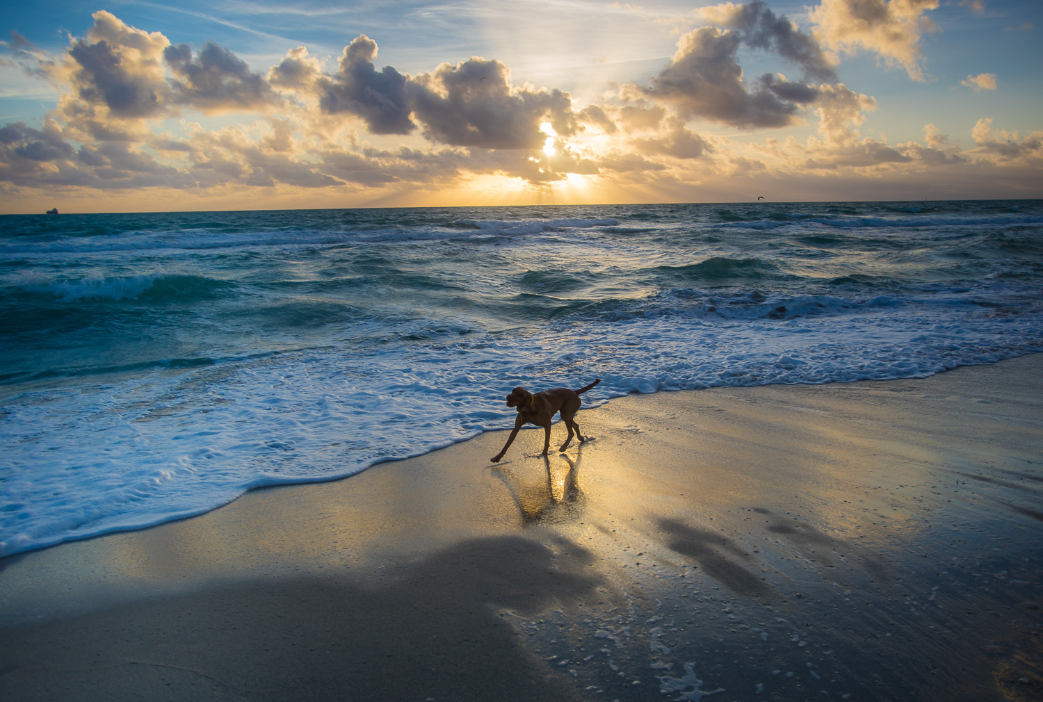 Canon EOS 5DS R + Canon EF 17-40mm F4L USM sample photo. Miamibeach， dog photography