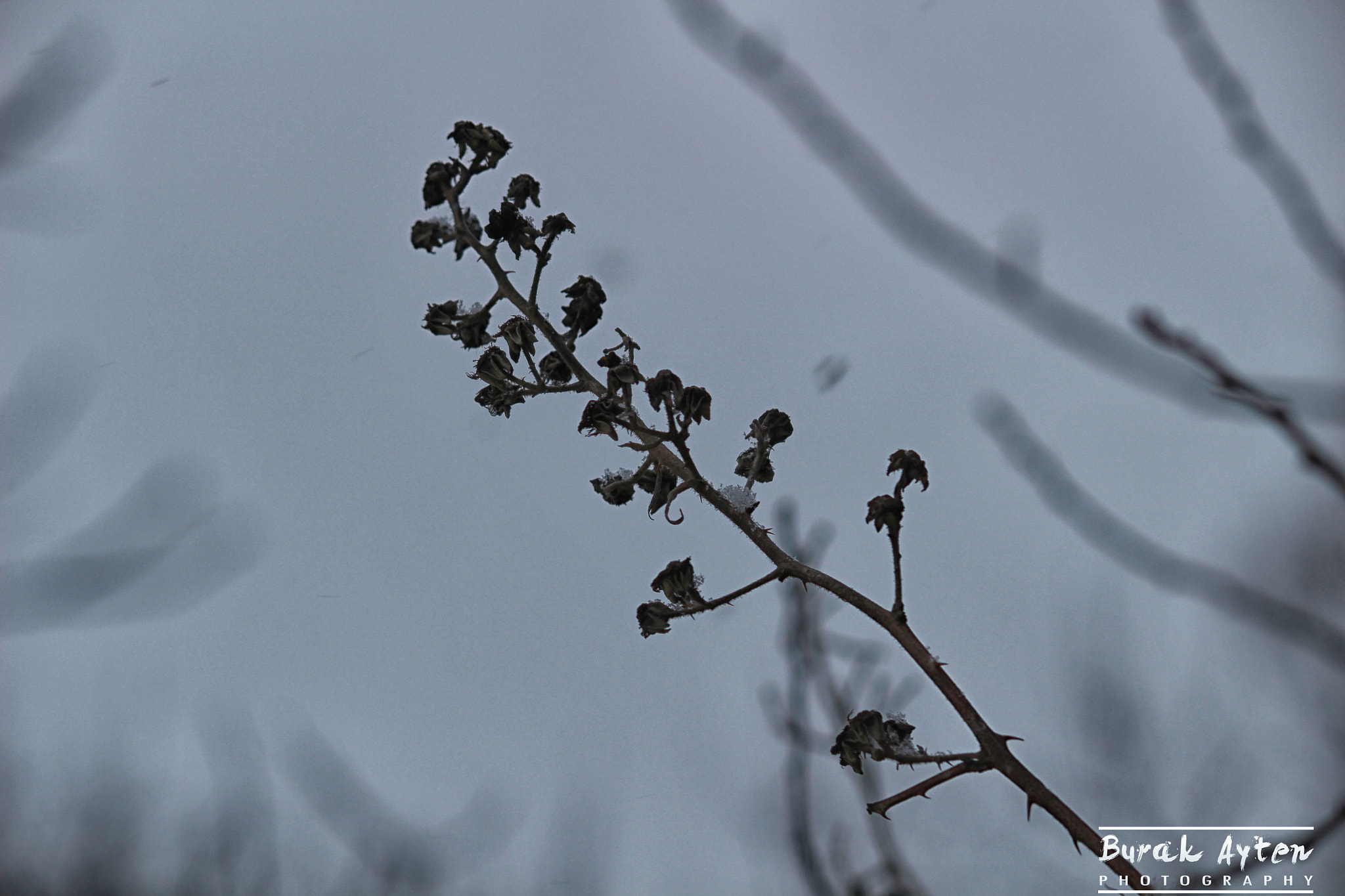 Canon EF-S 55-250mm F4-5.6 IS II sample photo. Cold.. photography