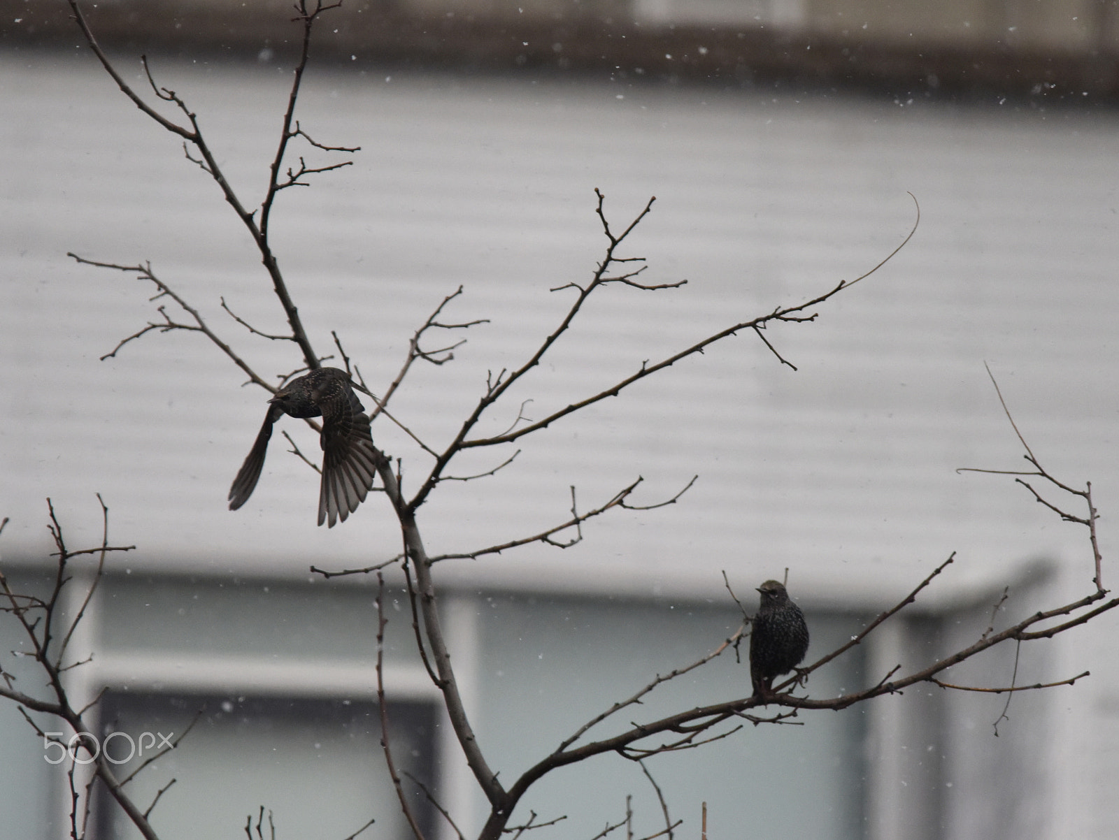 Sigma 150-500mm F5-6.3 DG OS HSM sample photo. Starling photography