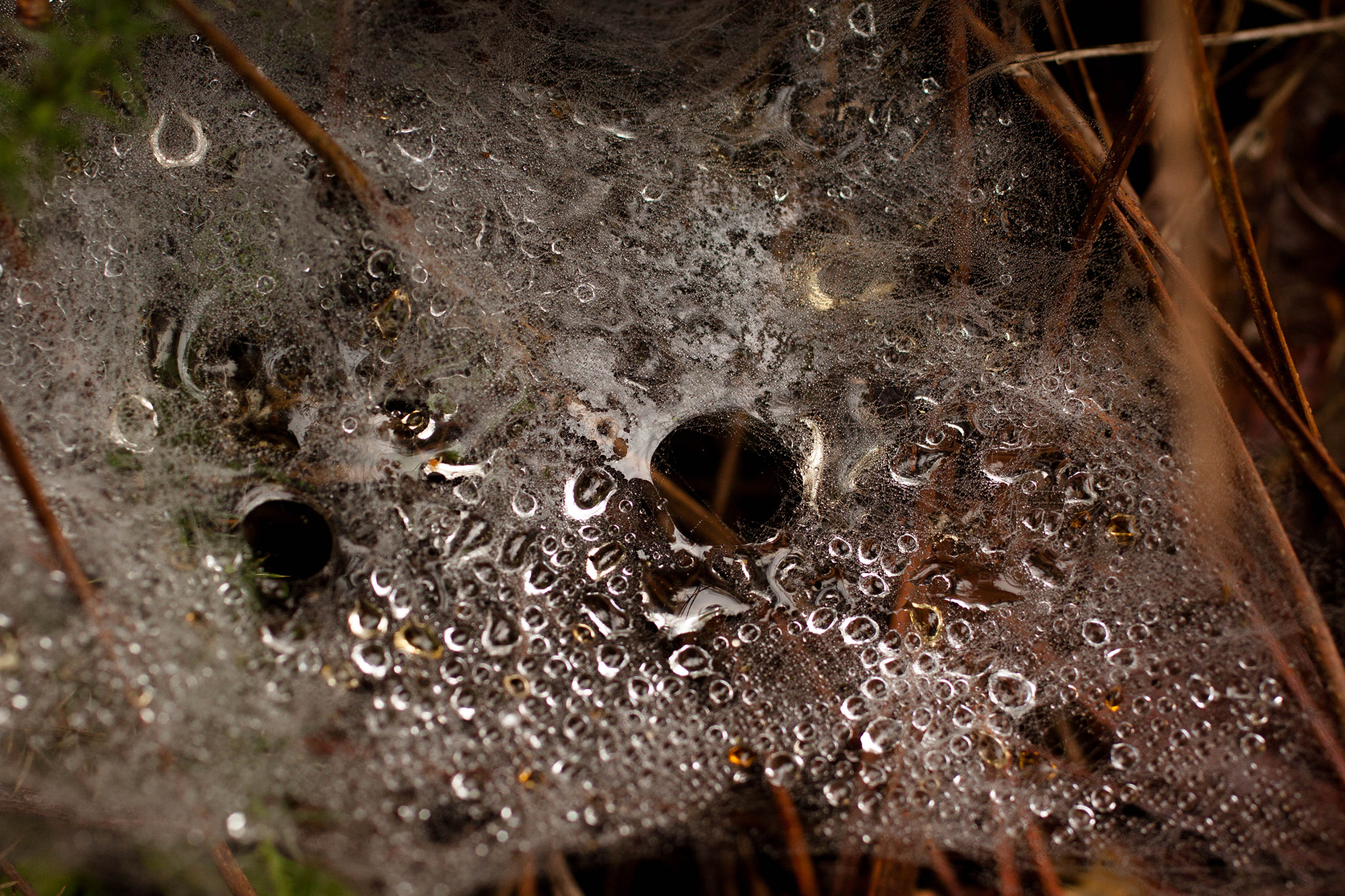 Canon EOS 500D (EOS Rebel T1i / EOS Kiss X3) + Canon EF 50mm F2.5 Macro sample photo. Spider house photography