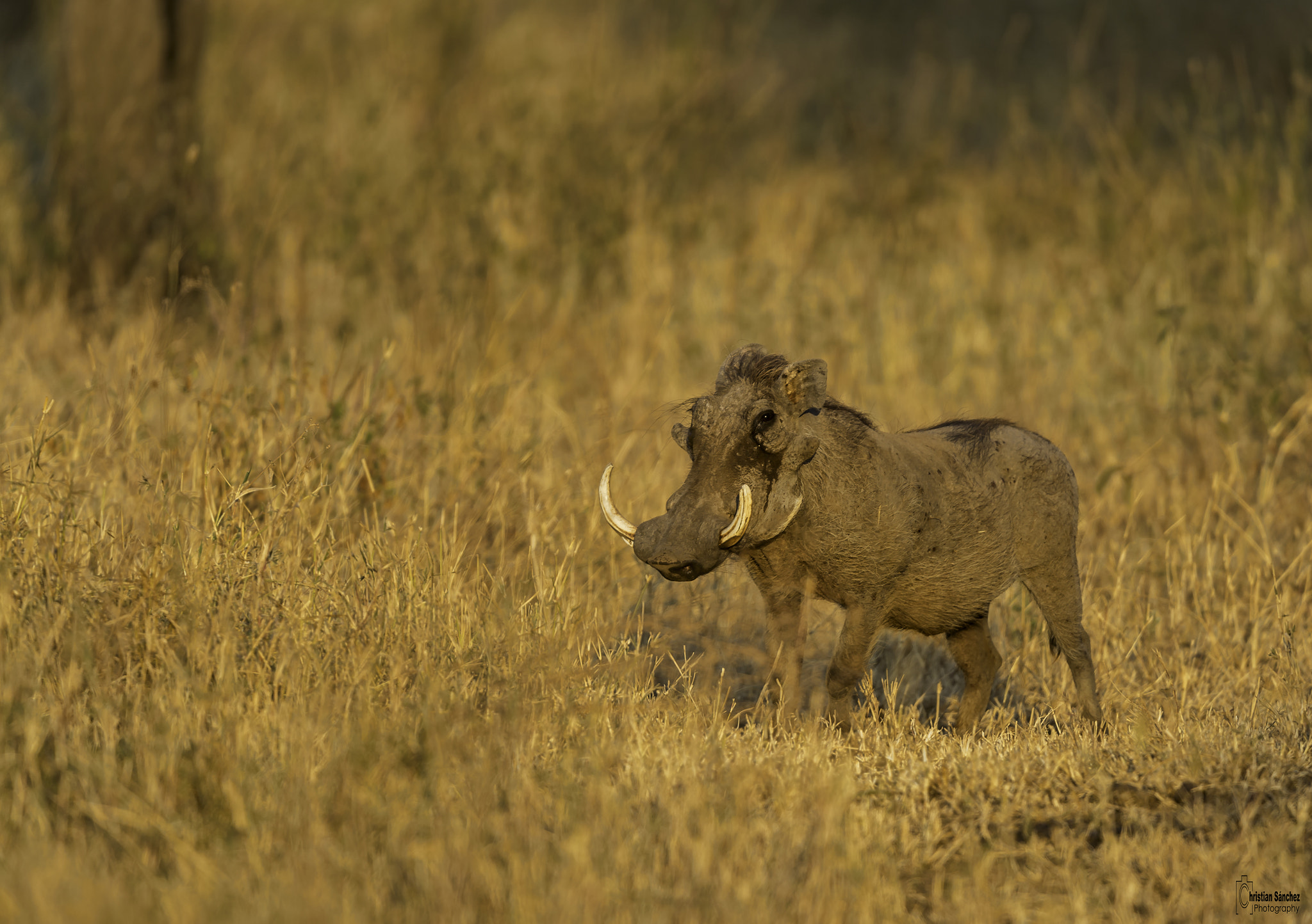 Nikon AF-S Nikkor 400mm F2.8G ED VR II sample photo. Warthog  facóquero  (phacochoerus) photography