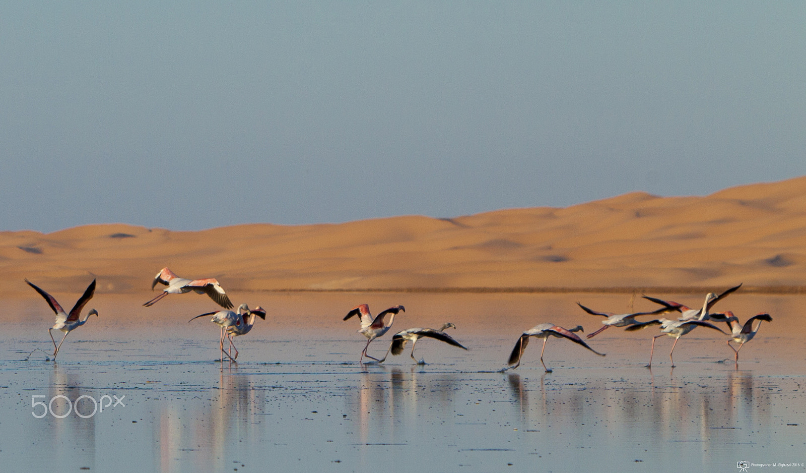 Canon EOS 5D Mark II + Canon EF 70-200mm F2.8L IS USM sample photo. Flamingo shine her magic in desert photography