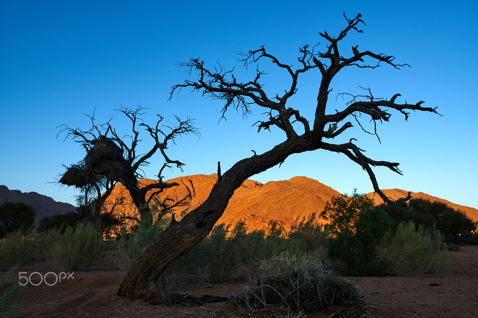 16-35mm F2.8 sample photo. Tree photography