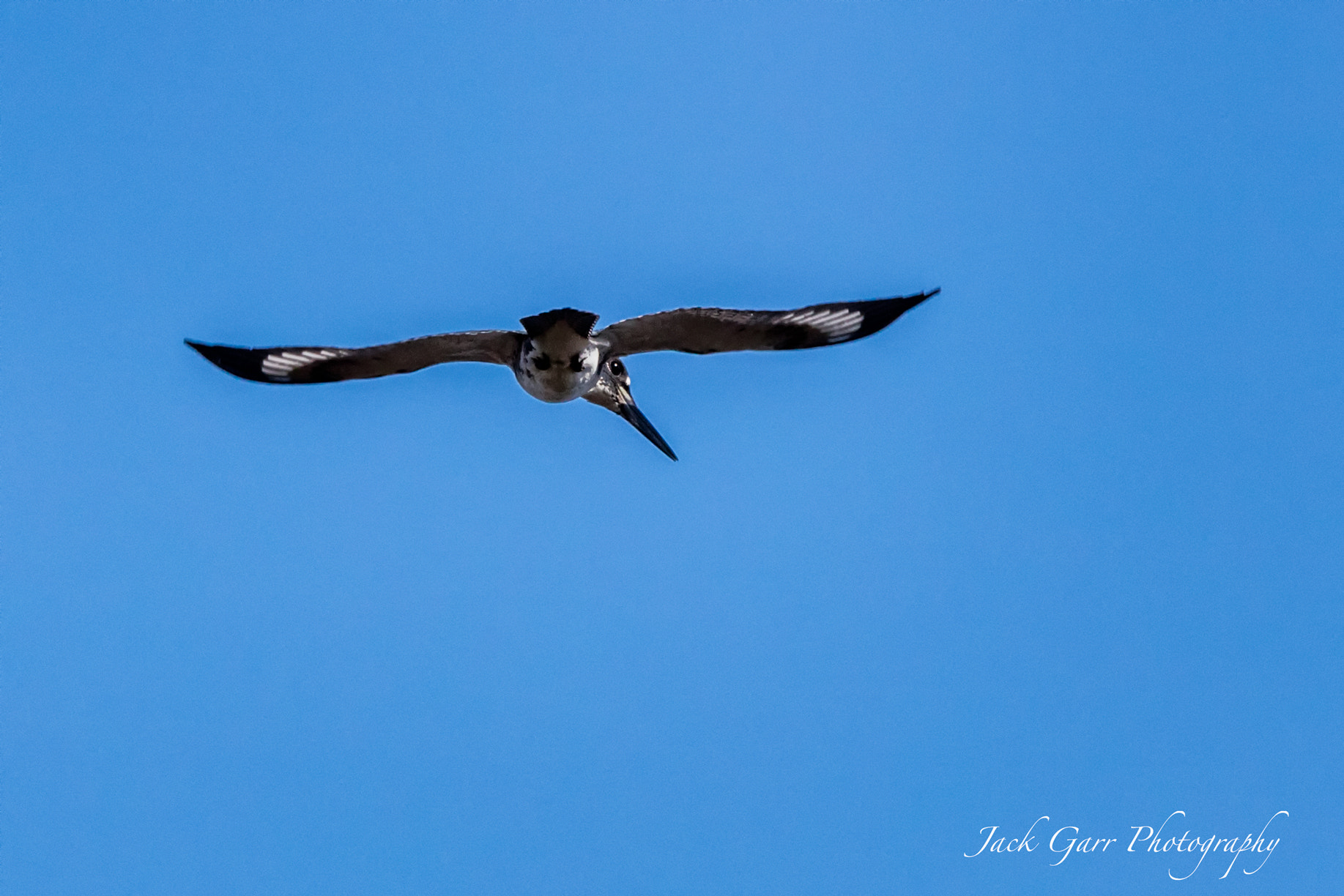 150-600mm F5-6.3 DG OS HSM | Sports 014 sample photo. Belted king fisher flying photography