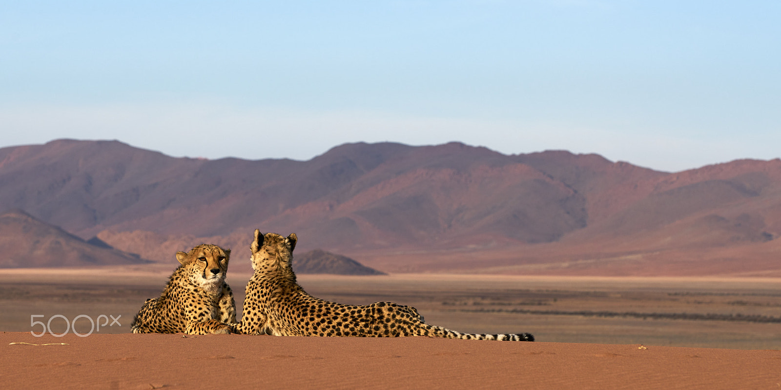 Sigma 70-200mm F2.8 EX DG HSM APO Macro sample photo. Cheetah photography